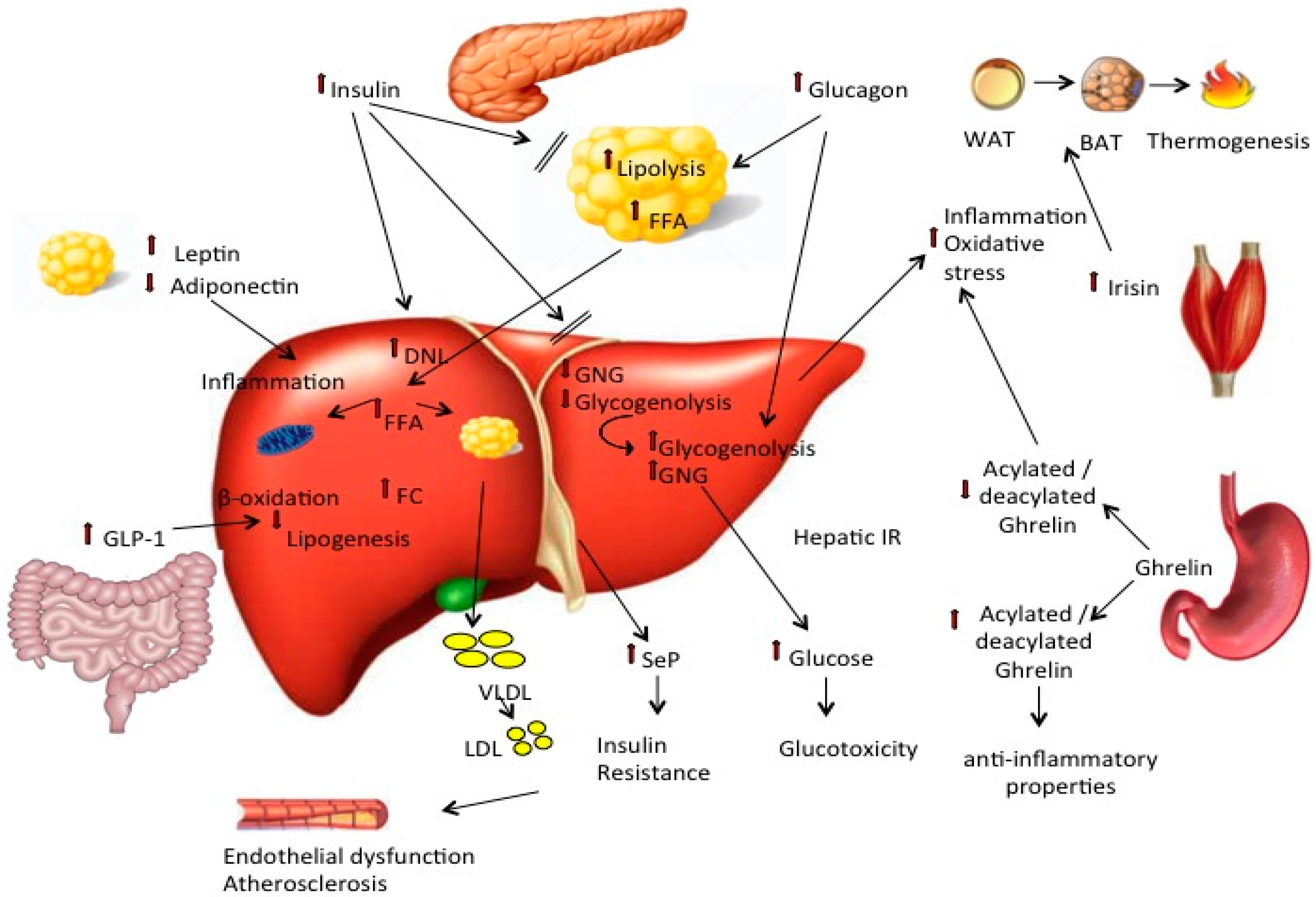 Metabolic Drivers Of Non Alcoholic Fatty Liver Disease UNEB Metabolic Drivers Of Non Alcoholic Fatty Liver Disease UNEB
