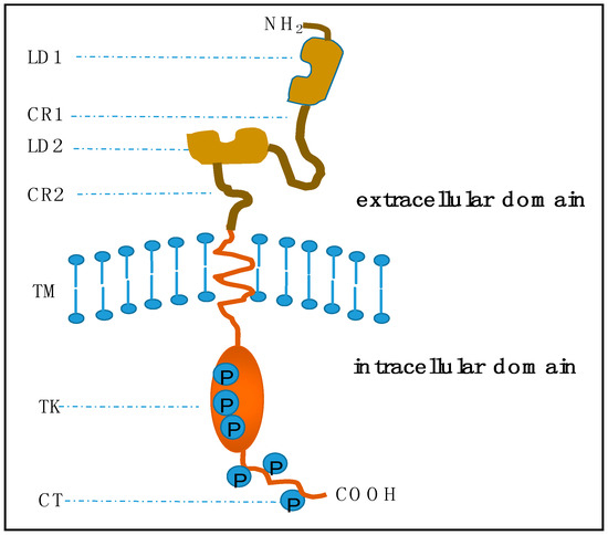 Molecular Mechanisms and Translational Therapies for Human Molecular Mechanisms and Translational Therapies for Human