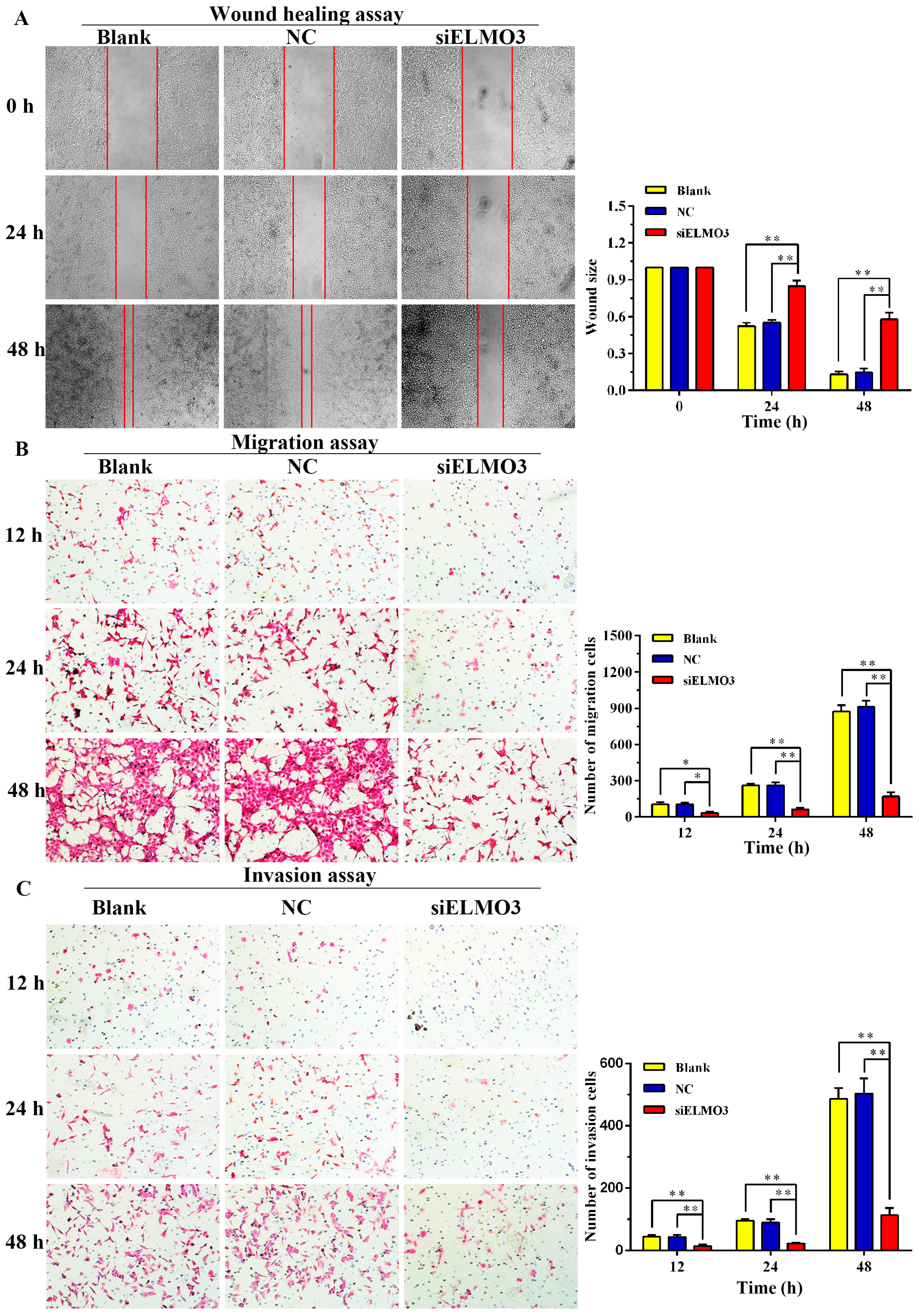 Ijms 17 02119 g005 550