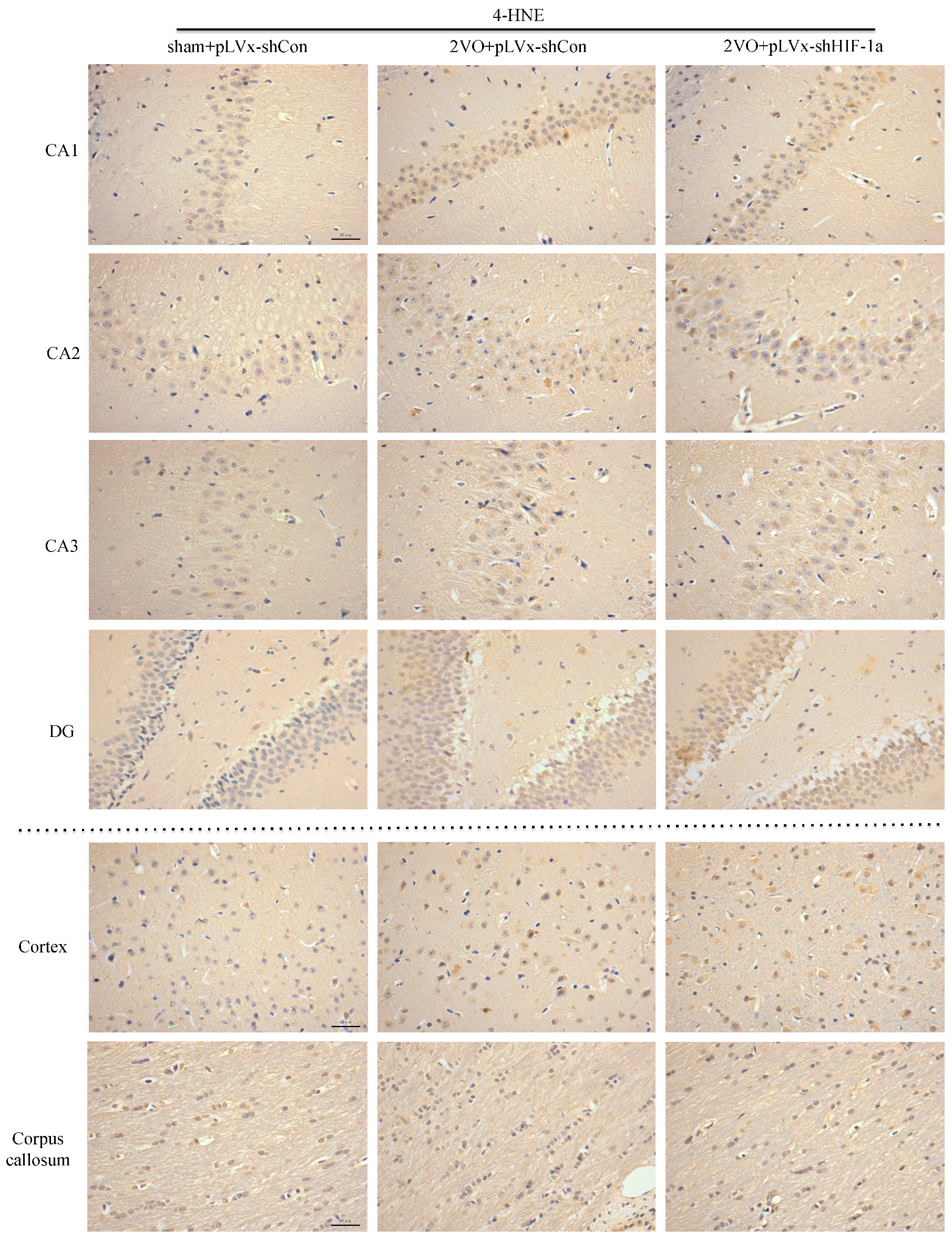 Ijms 18 00003 g005a 550