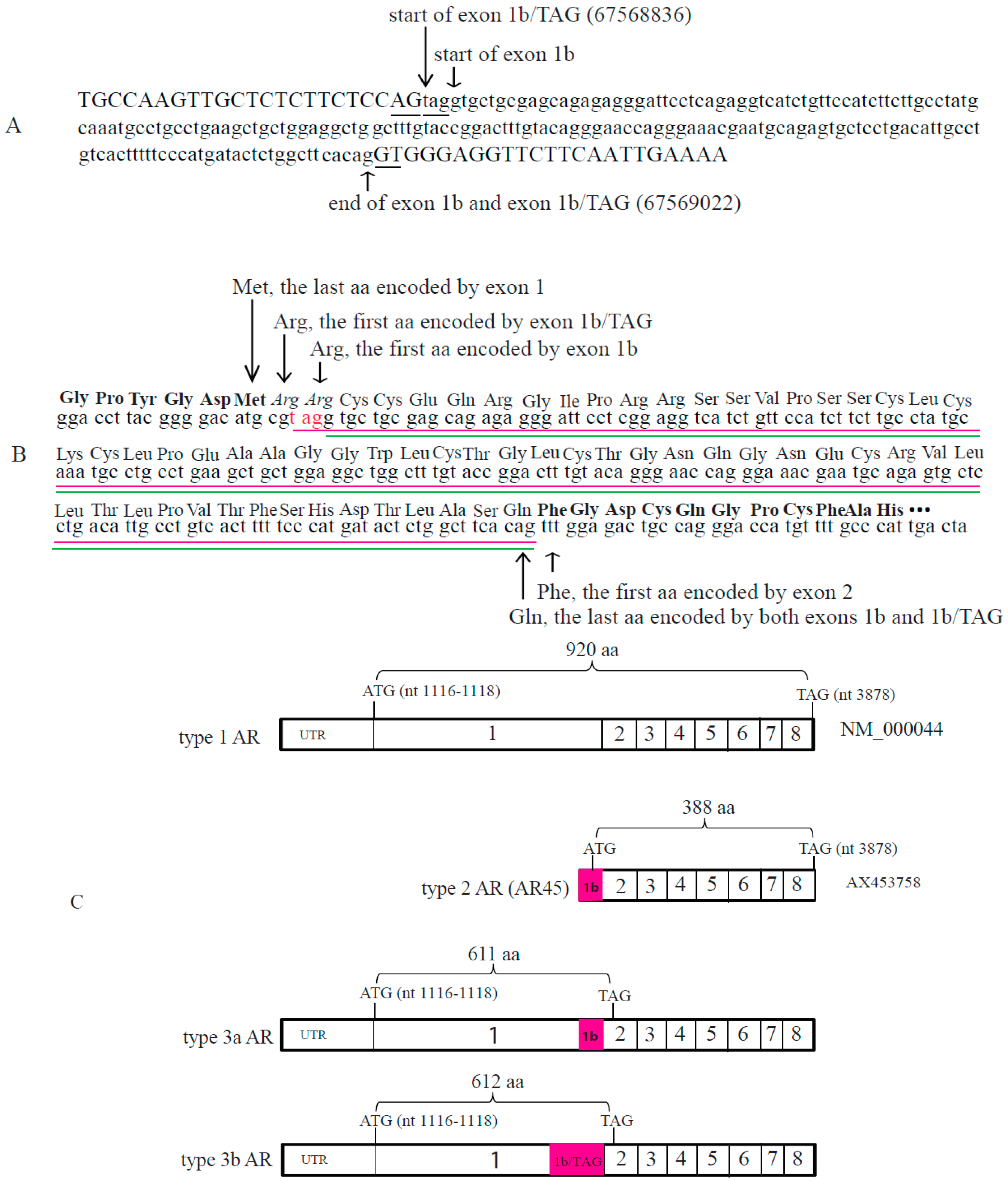 IJMS Free FullText Novel NineExon AR Transcripts
