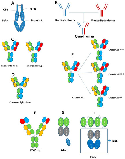 Ijms Free Full Text Bispecific Antibodies As A Development Platform For New Concepts And Treatment Strategies Html