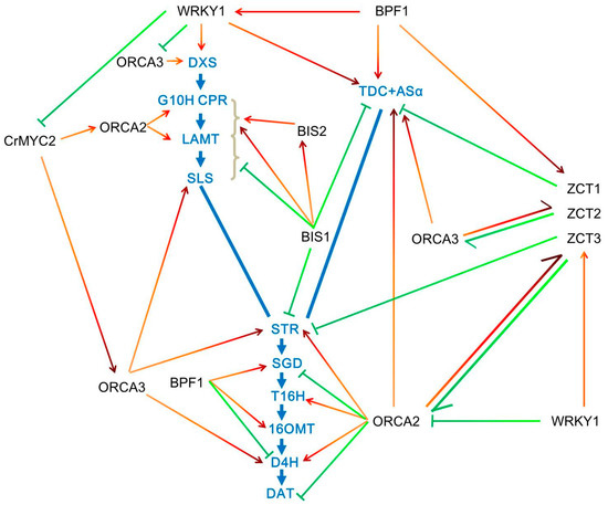 Transcriptional Regulation and Transport of Terpenoid Indole