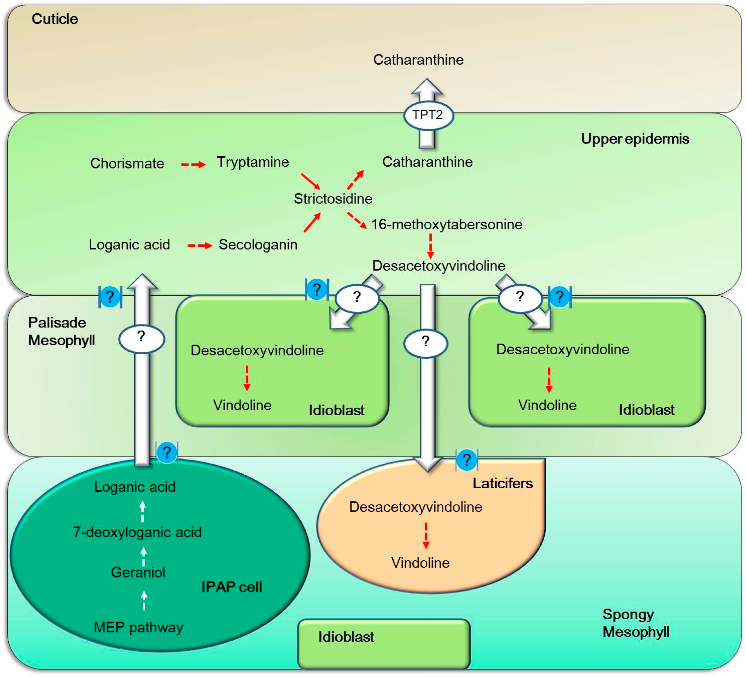 Transcriptional Regulation and Transport of Terpenoid Indole