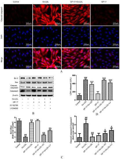 Gypenoside XVII Prevents Atherosclerosis by Attenuating