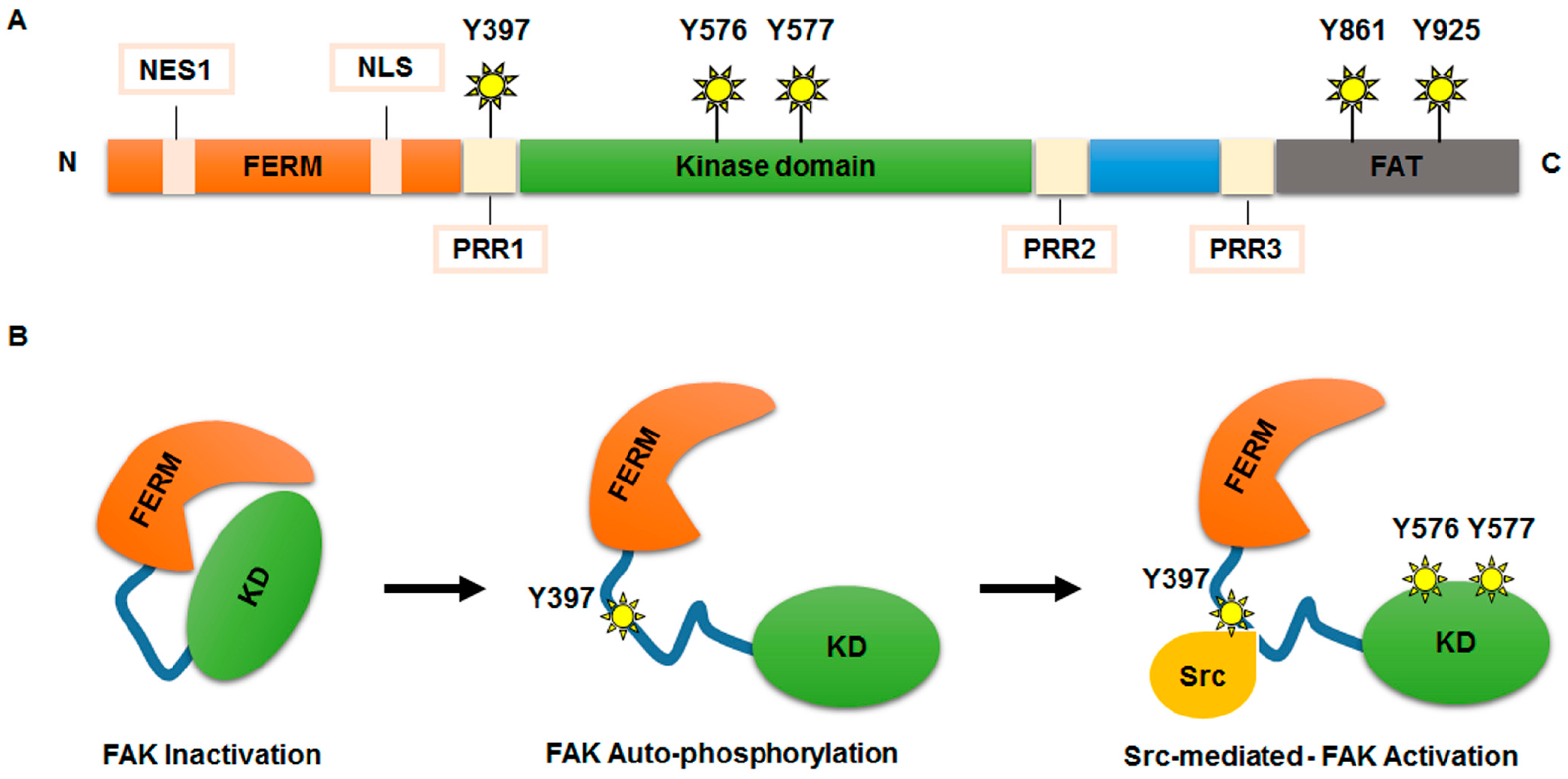 Ijms Free Full Text Focal Adhesion Kinase Insight Into