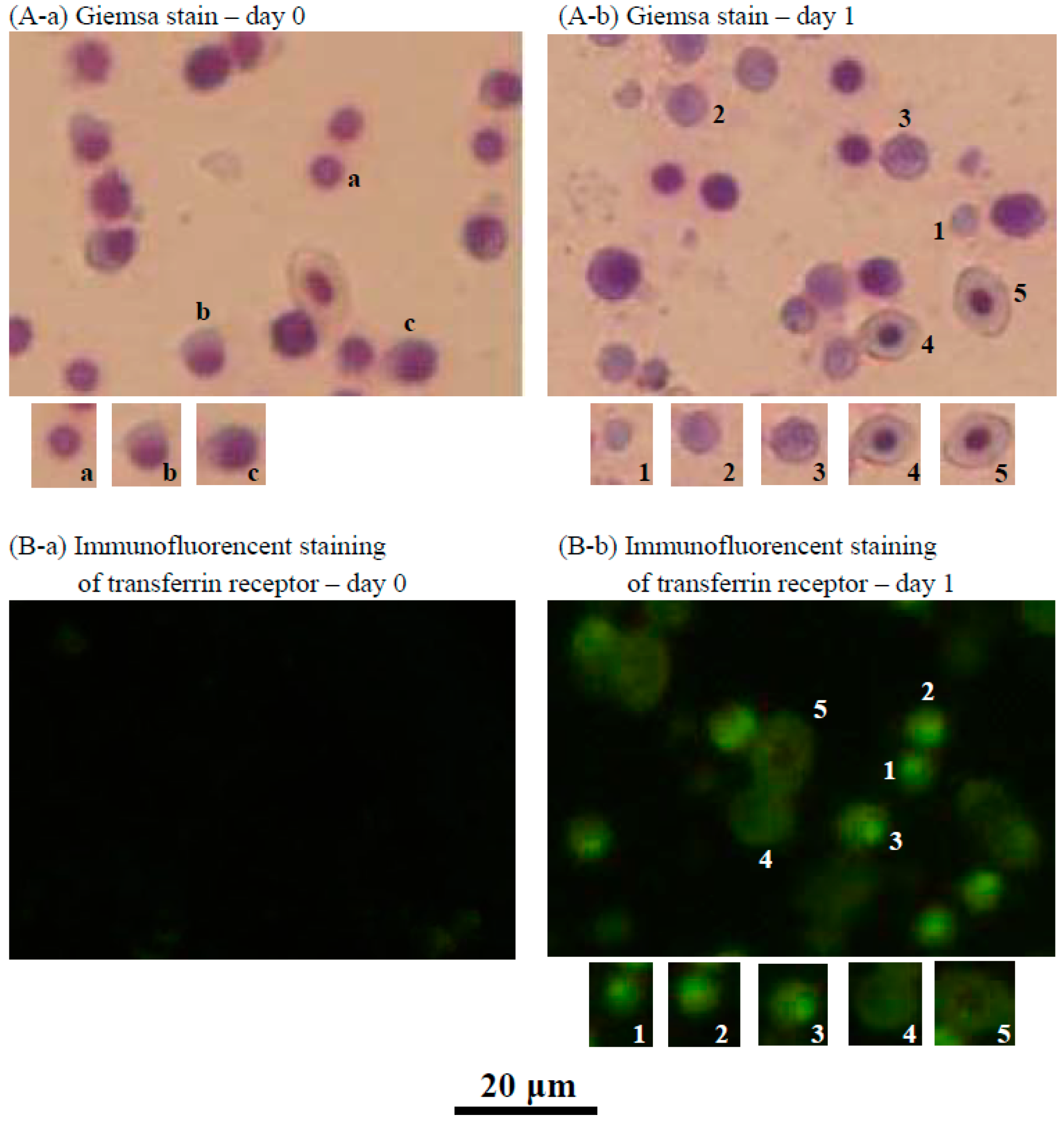 Ijms 18 00138 g003