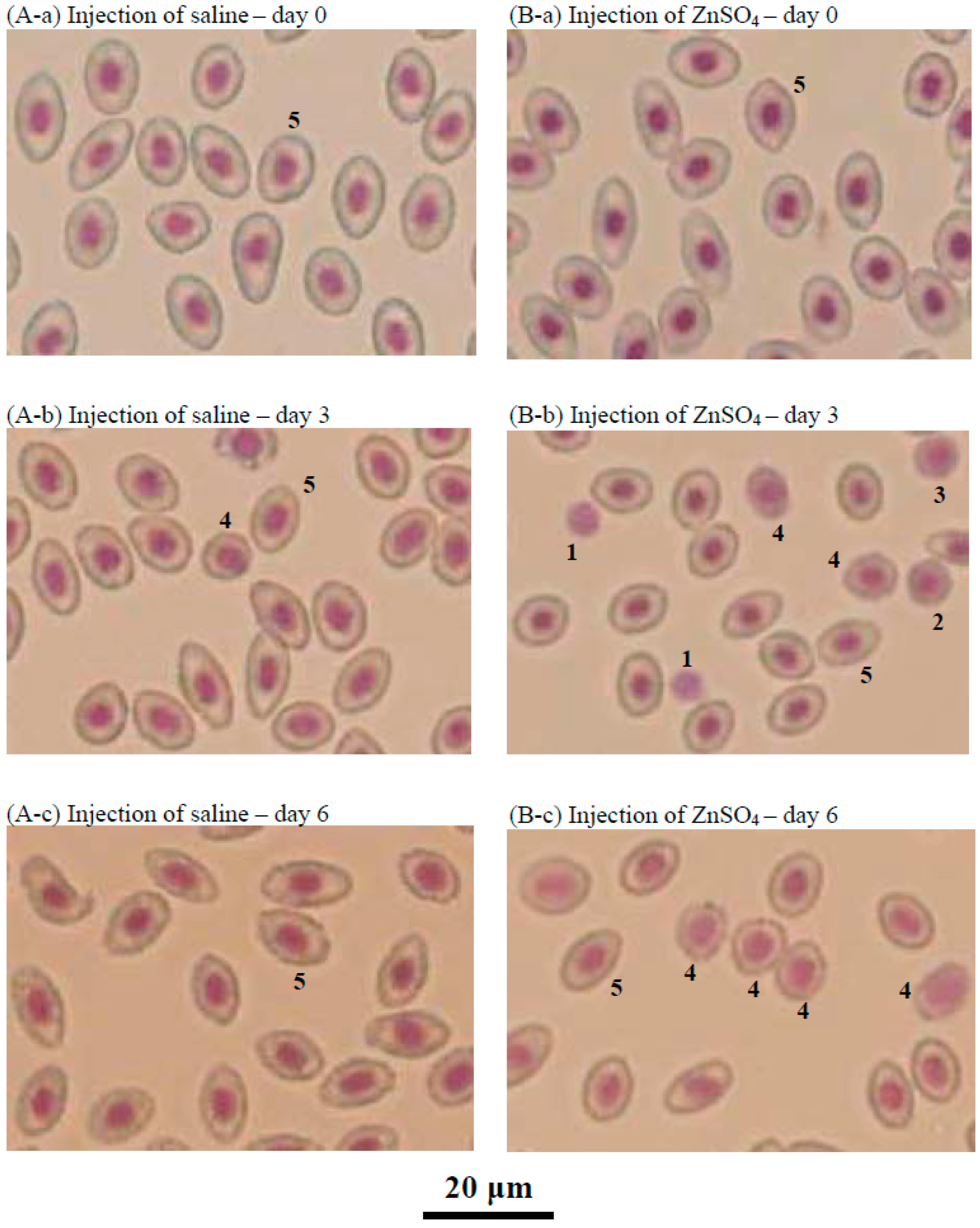 Ijms 18 00138 g007