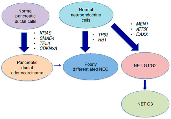 Neuroendocrine cancer g3, Neuroendocrine cancer g3