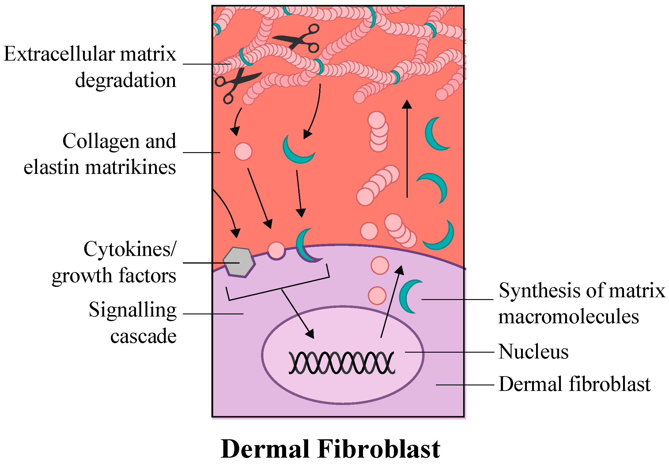 Extracellular matrix biology pdf torrent Extracellular matrix biology pdf torrent max for live torrent
