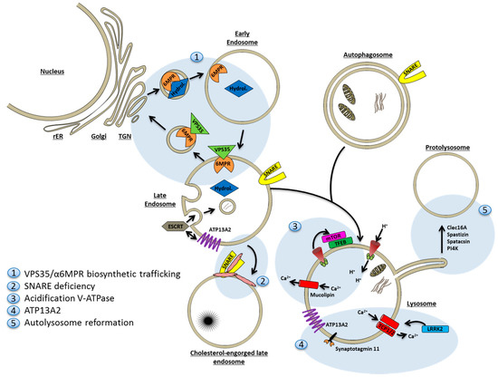 IJMS | Free Full-Text | Prelysosomal Compartments in the Unconventional
