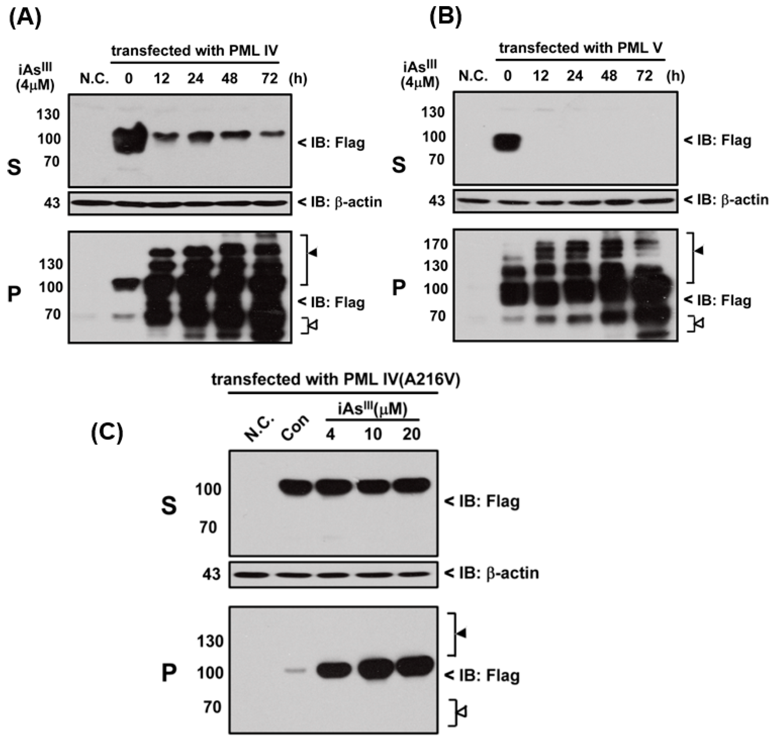 Ijms Free Full Text Phenylarsine Oxide Can Induce The Arsenite Resistance Mutant Pml Protein Solubility Changes Html