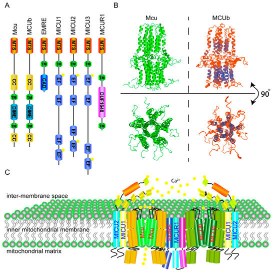 エキスパート The Function of the Mitochondrial Calcium Uniporter in