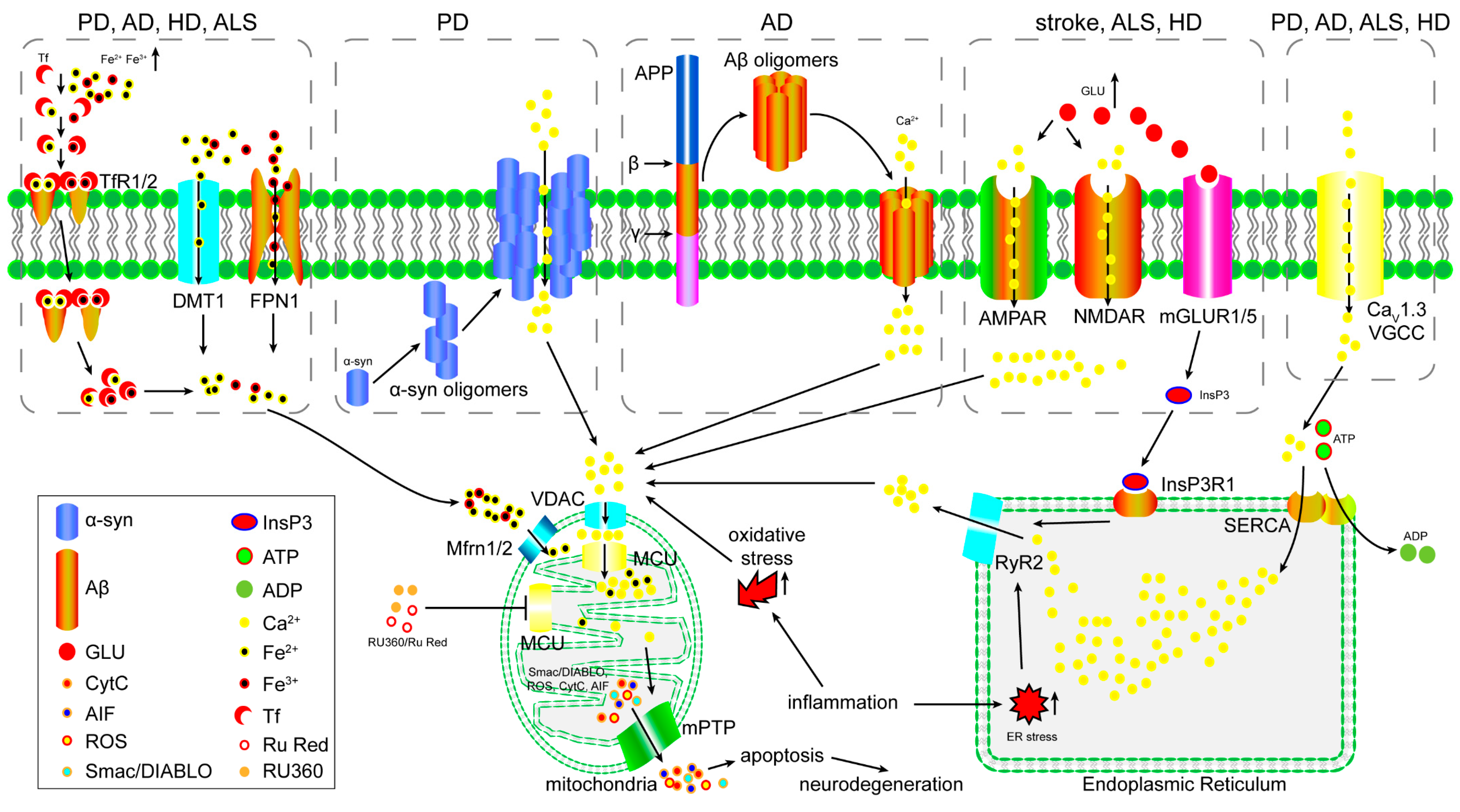 The Function of the Mitochondrial Calcium Uniporter in