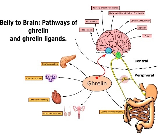 Central Functions of the Ghrelin Receptor