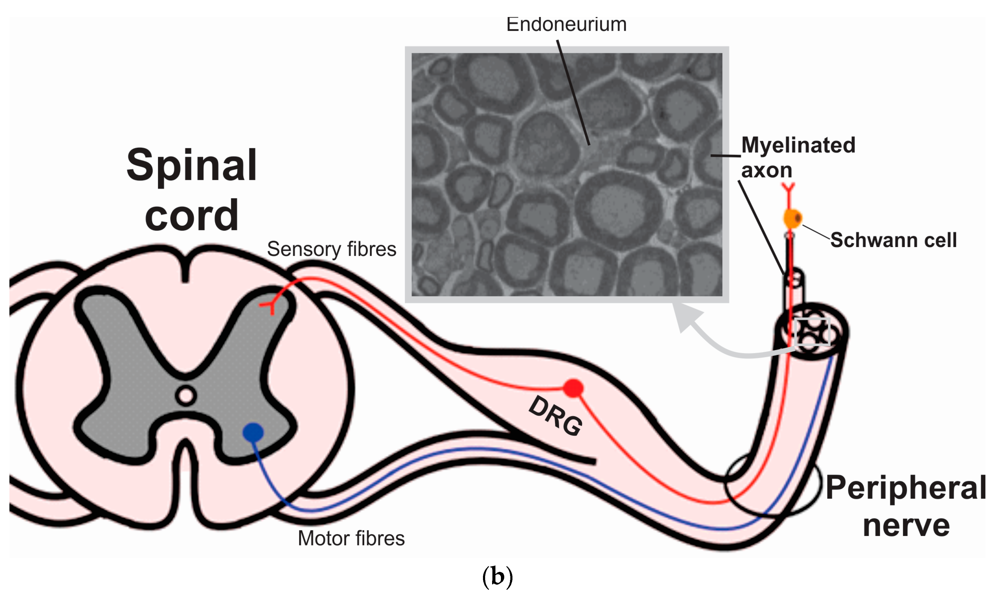 IJMS | Free Full-Text | The Glia Response after Peripheral ... a cross section diagram 