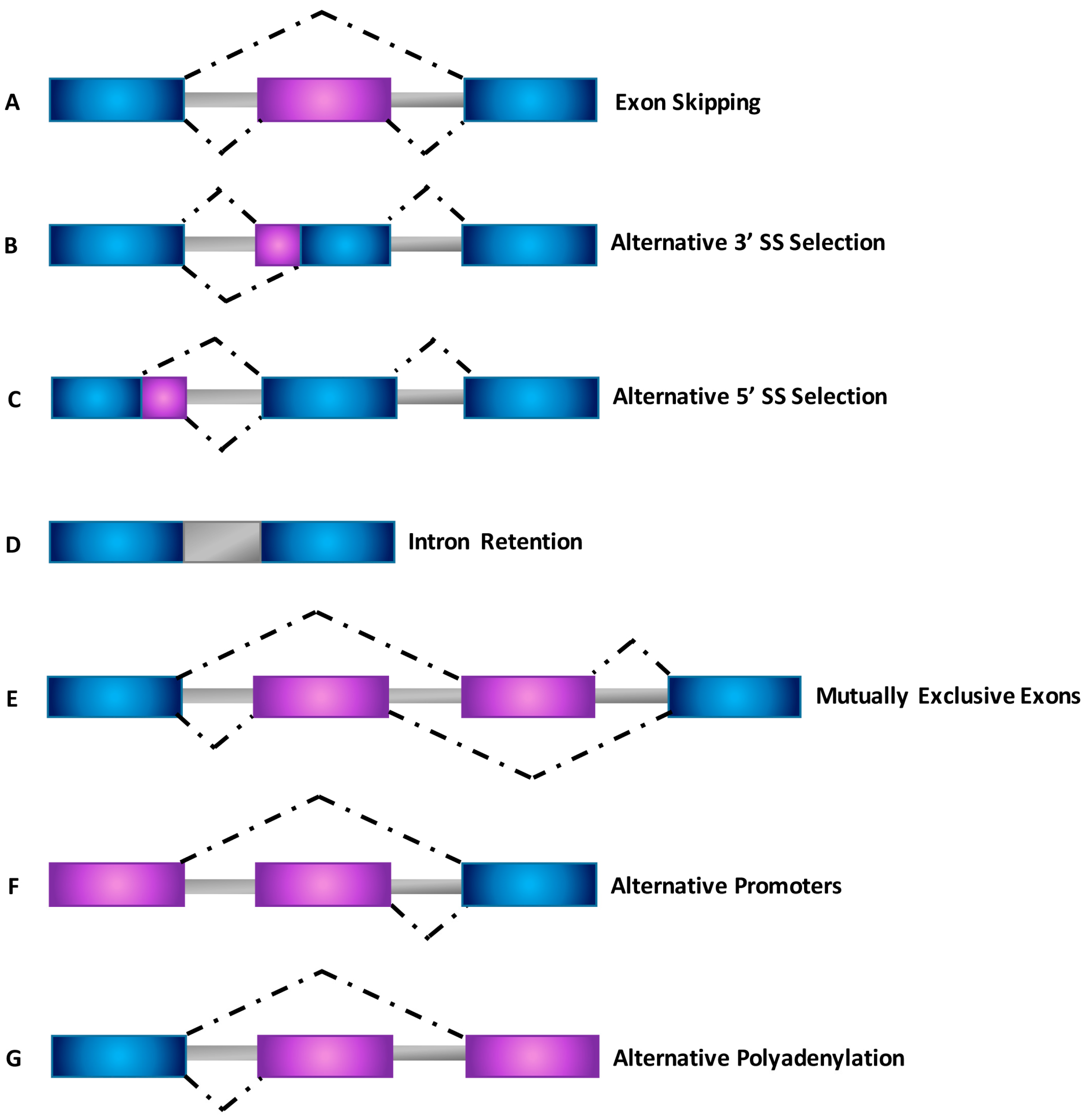 Ijms Free Full Text Lox 1 And Its Splice Variants A New Challenge For Atherosclerosis And Cancer Targeted Therapies