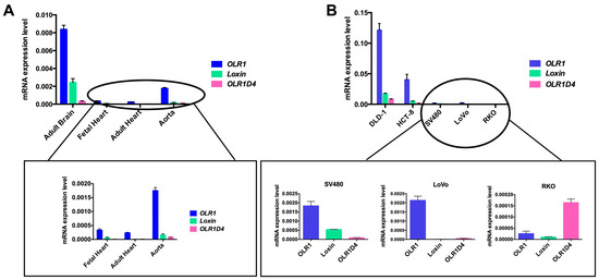 LOX-1 and Its Splice Variants: A New Challenge for Atherosclerosis