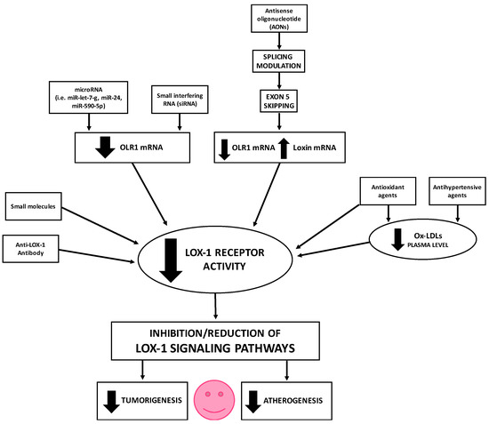 LOX-1 and Its Splice Variants: A New Challenge for