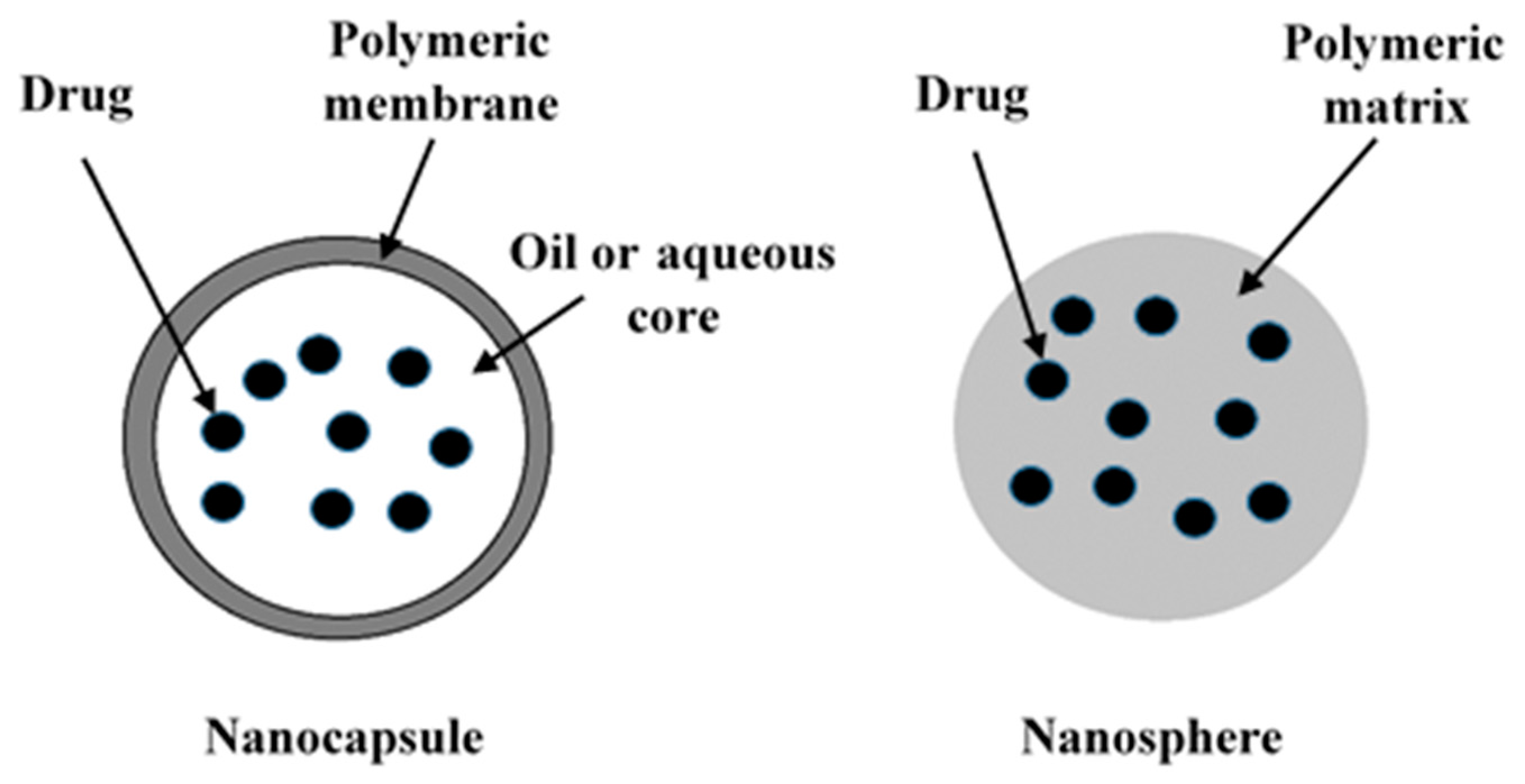 Bacterial-Derived Polymer Poly-y-Glutamic Acid (y-PGA)-Based