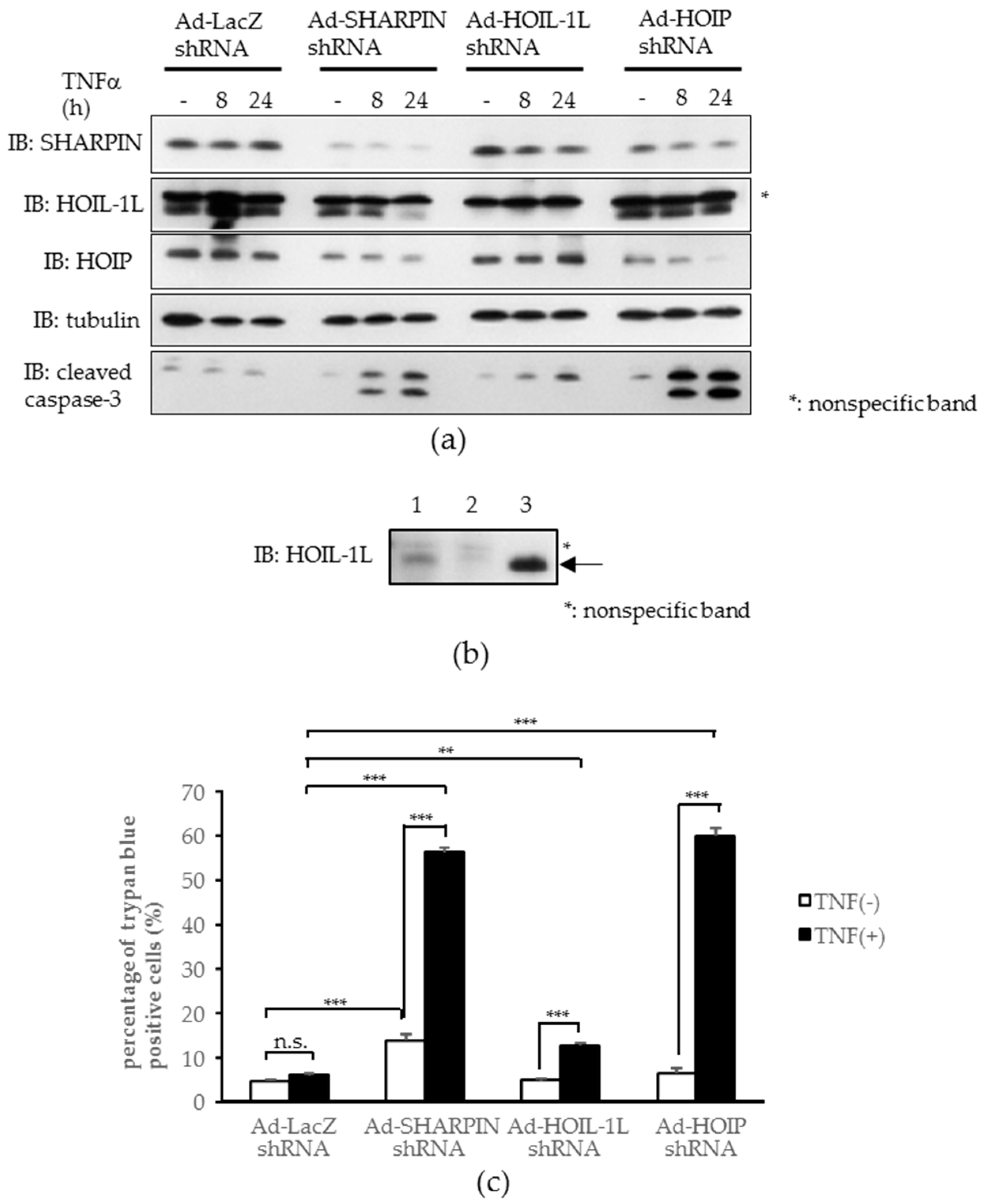 Ijms 18 00326 g004 550