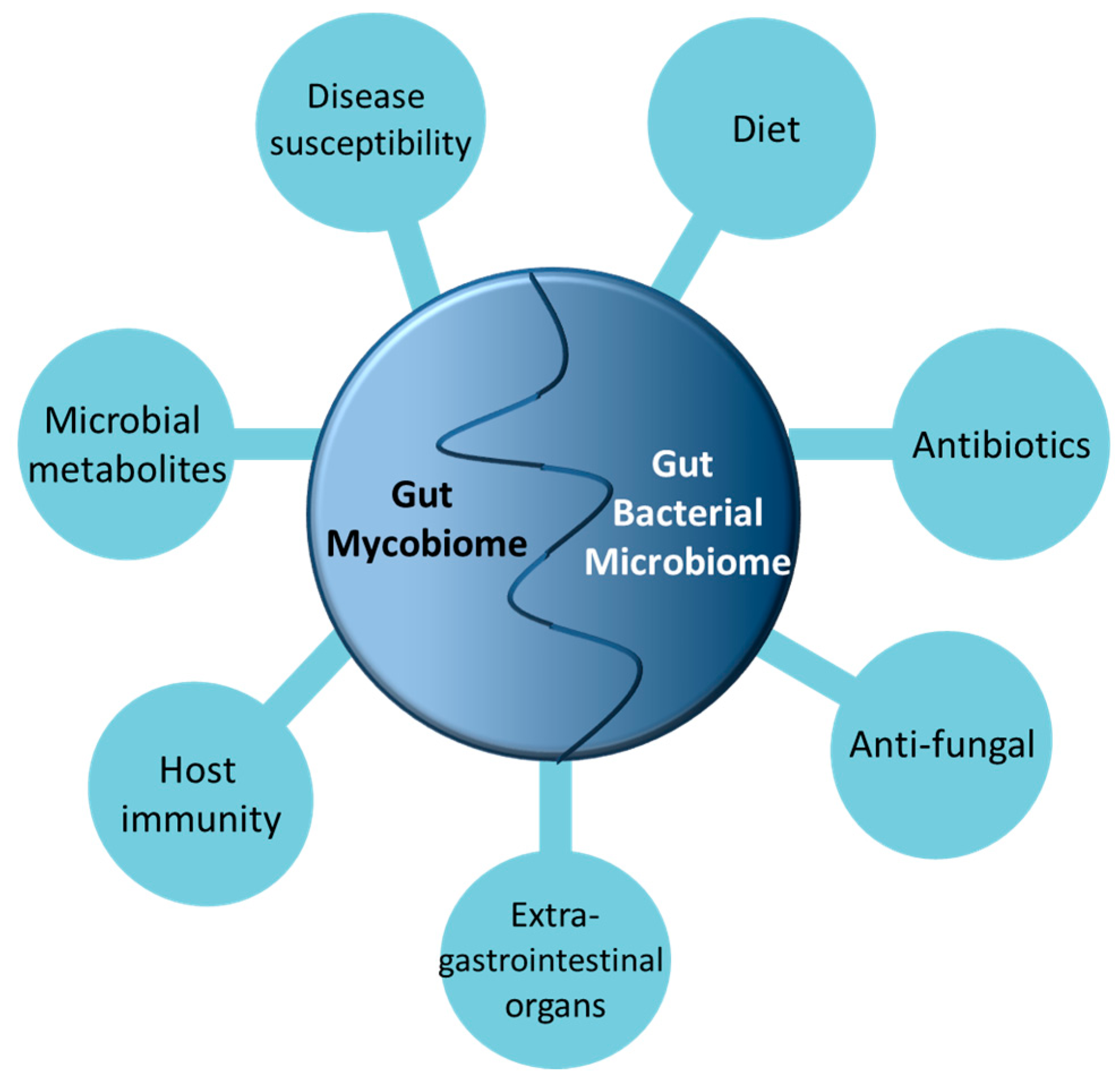 IJMS | Free Full-Text | The Fungal Mycobiome and Its Interaction with Gut Bacteria in the Host