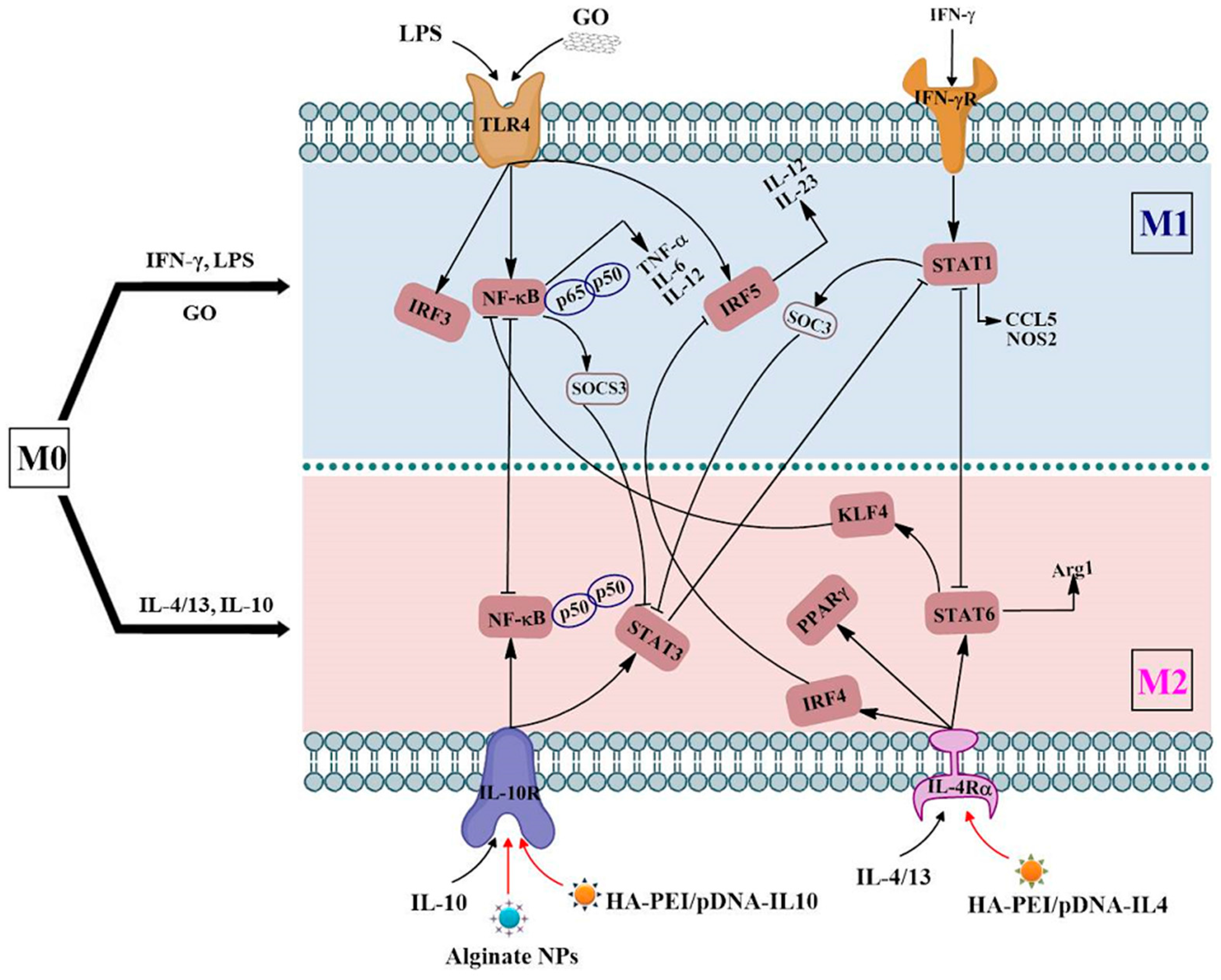 Ijms 18 00336 g001 550