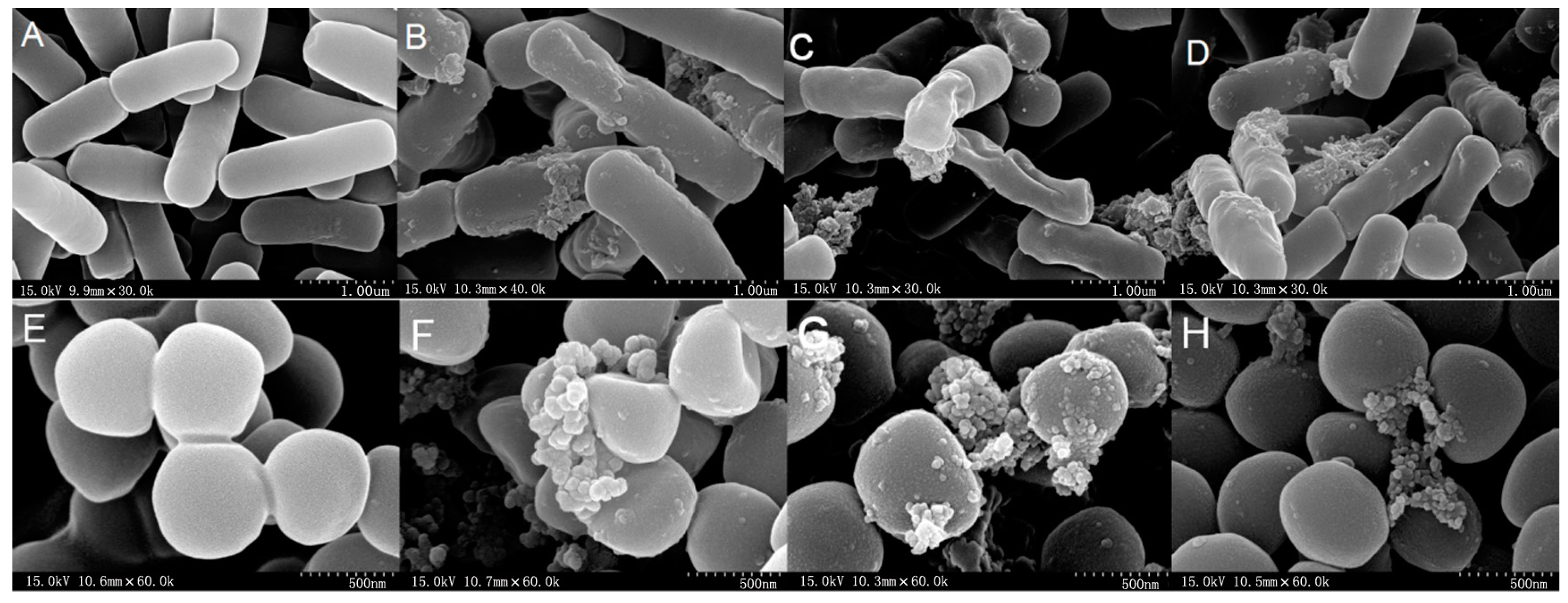 Ijms 18 00339 g006 550