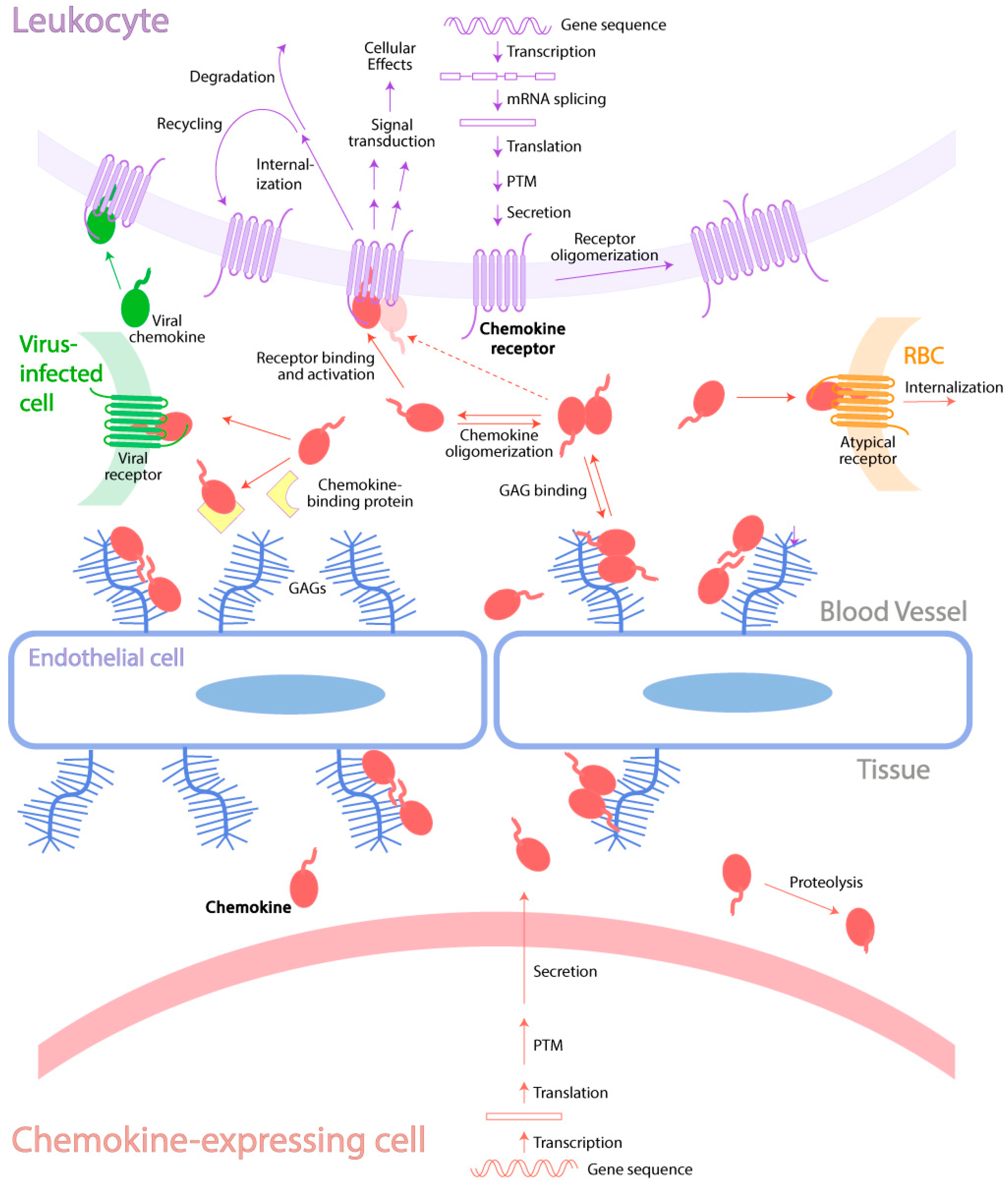 Ijms Free Full Text Mechanisms Of Regulation Of The Chemokine Receptor Network Html