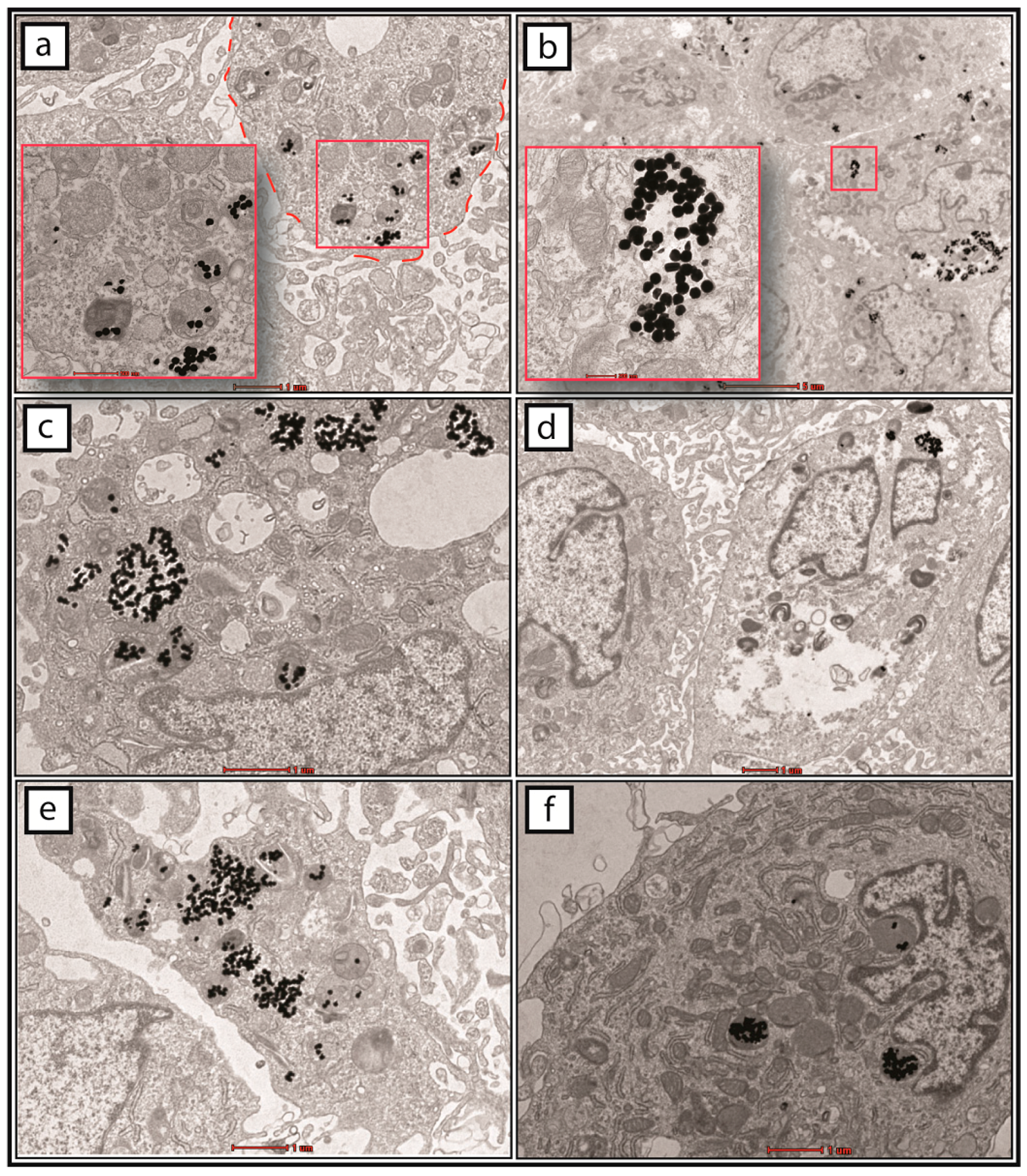 Ijms 18 00345 g006 550