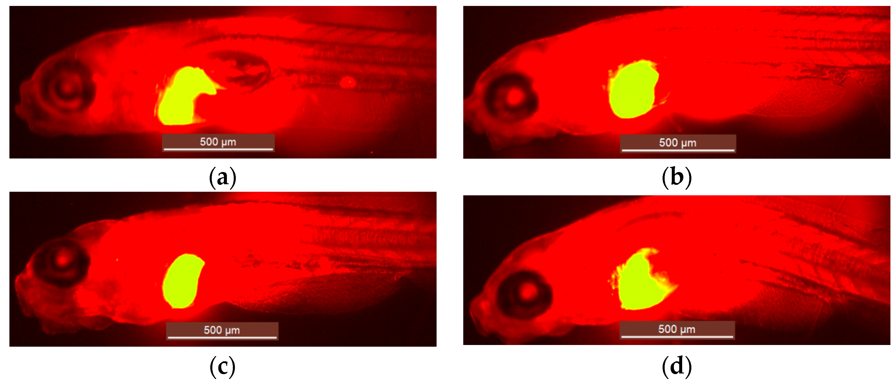 Ijms 18 00356 g002 550