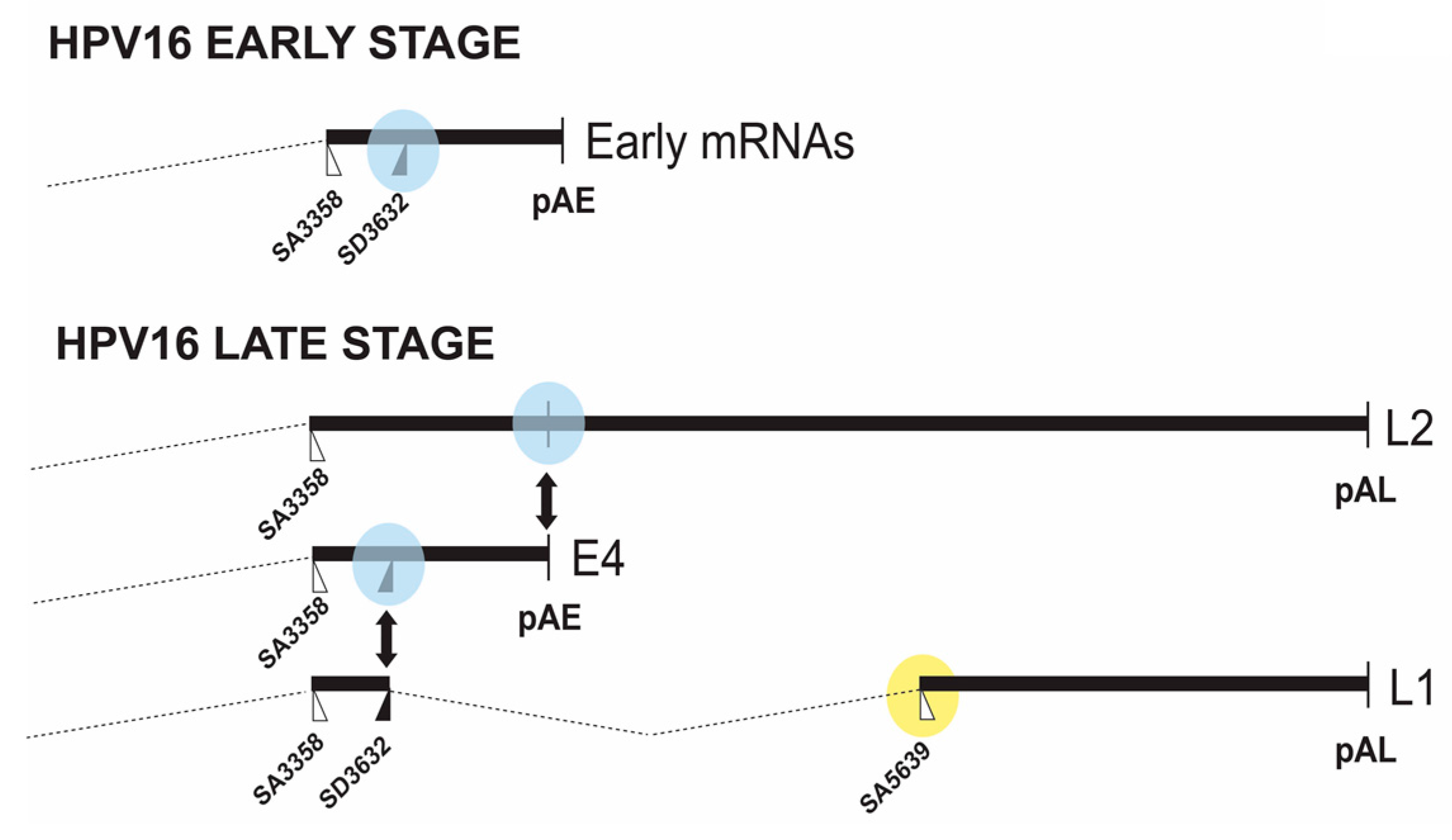 Ijms 18 00366 g003 550