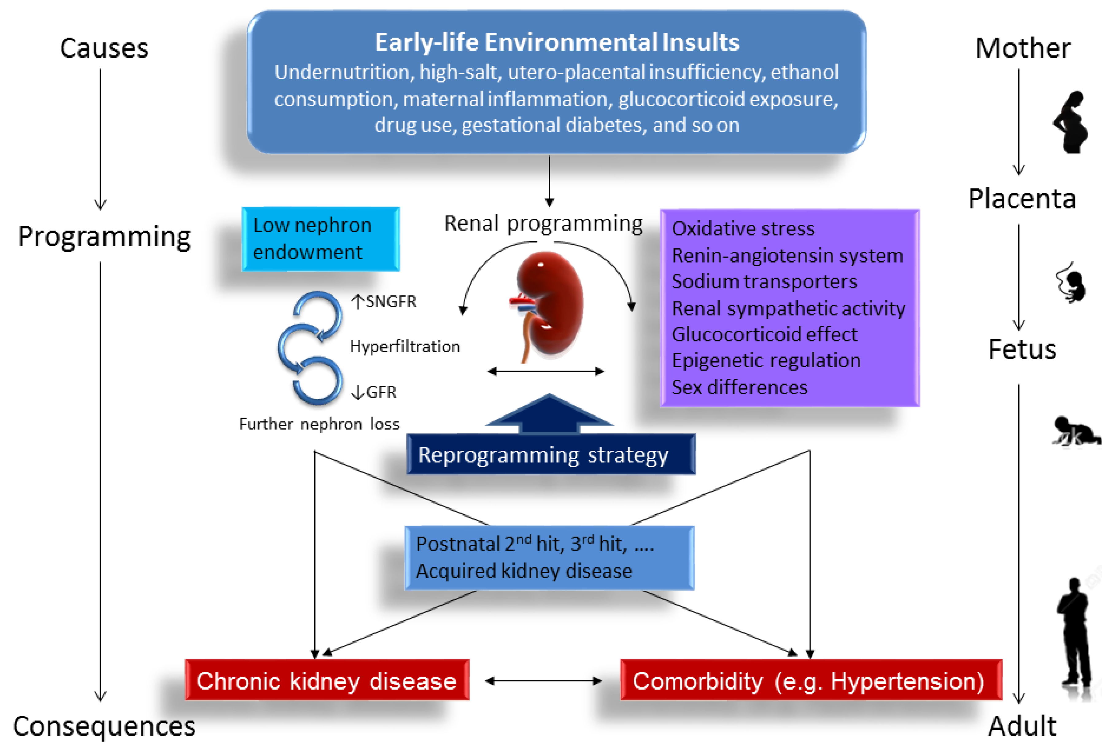 Spiksplinternieuw IJMS | Free Full-Text | Developmental Origins of Chronic Kidney HX-59