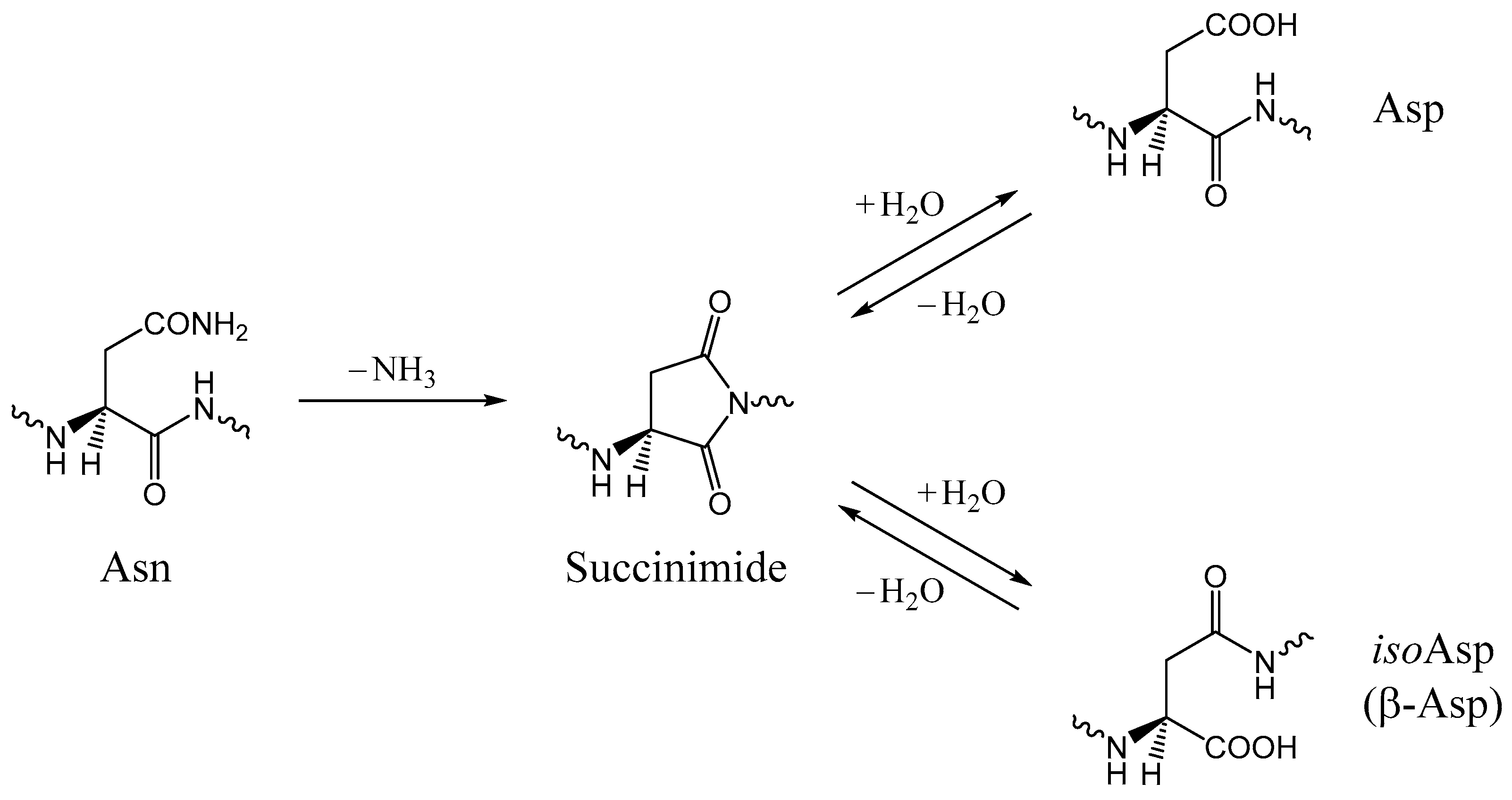 Arginine Side Chain Brain Mind Article