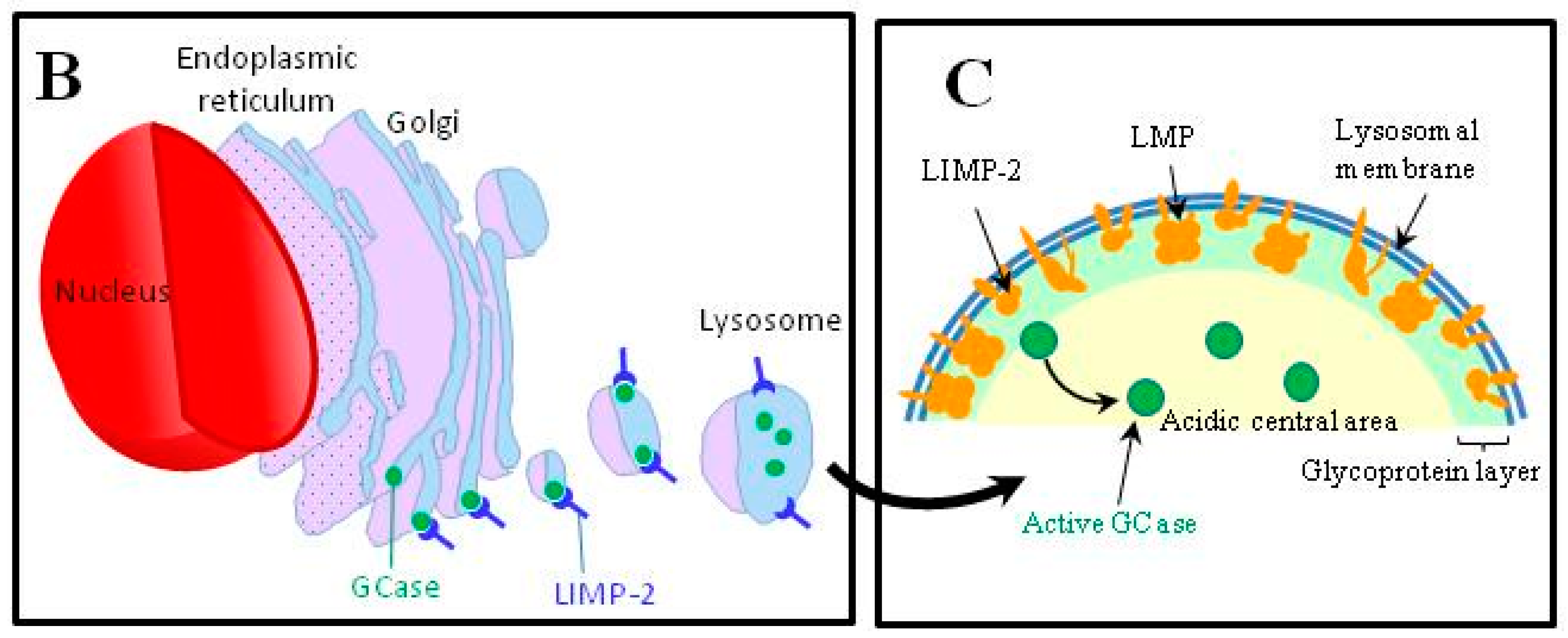 Ijms 18 00441 g002b
