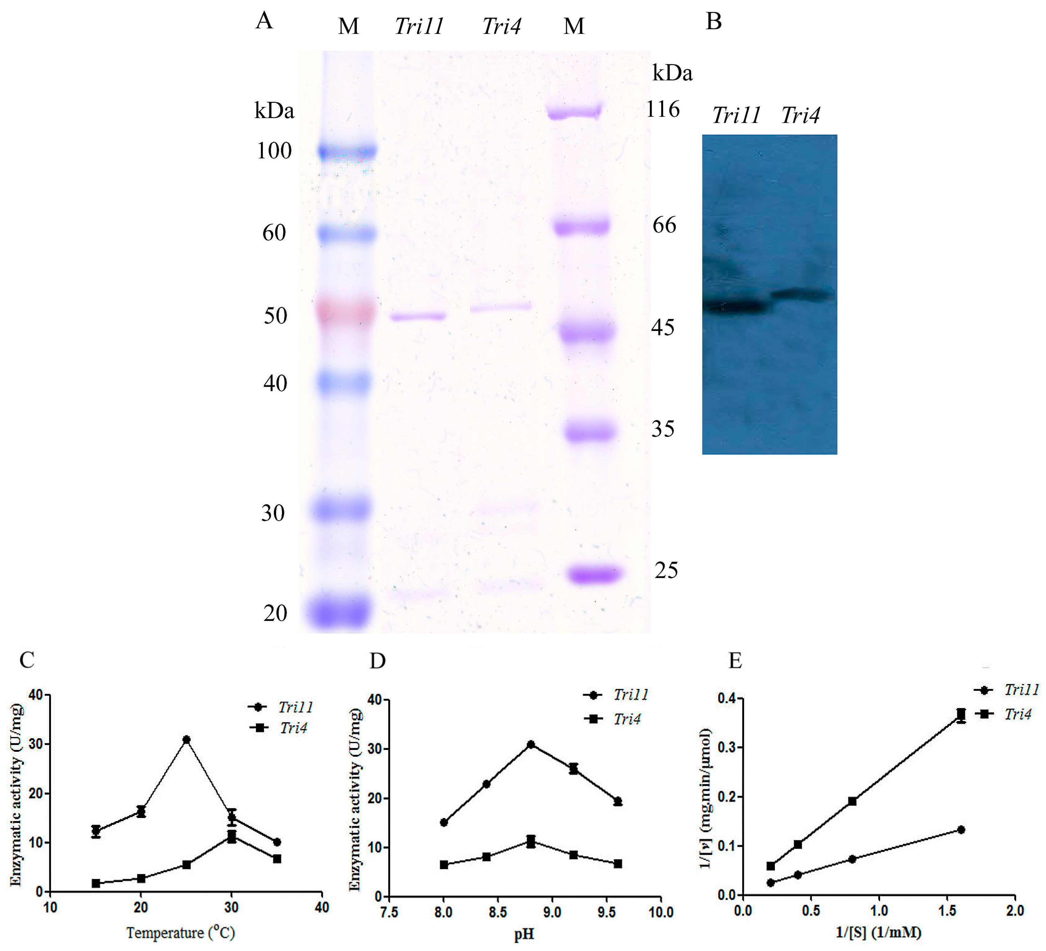 Ijms 18 00497 g007 550