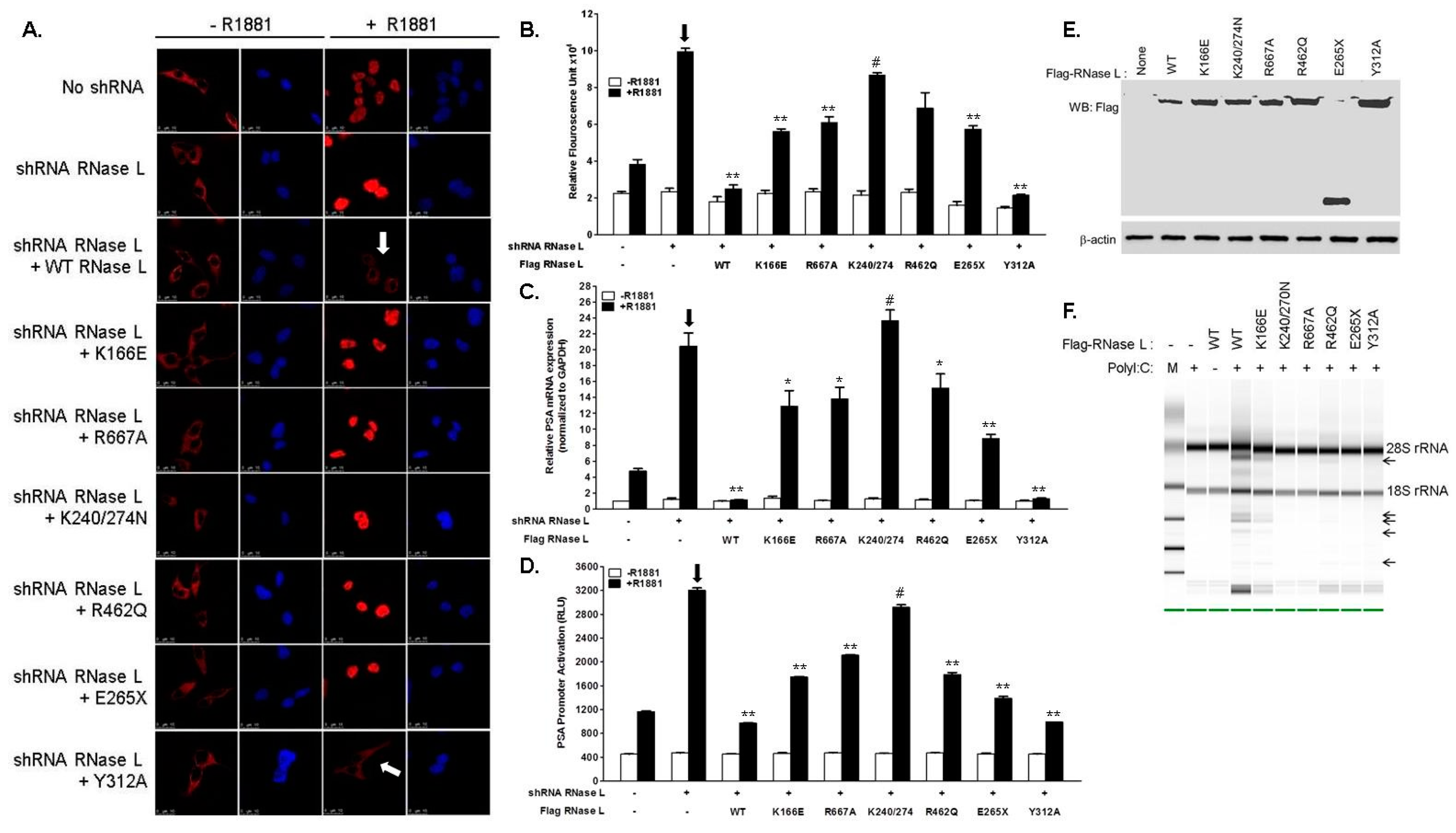 Ijms 18 00529 g004 550