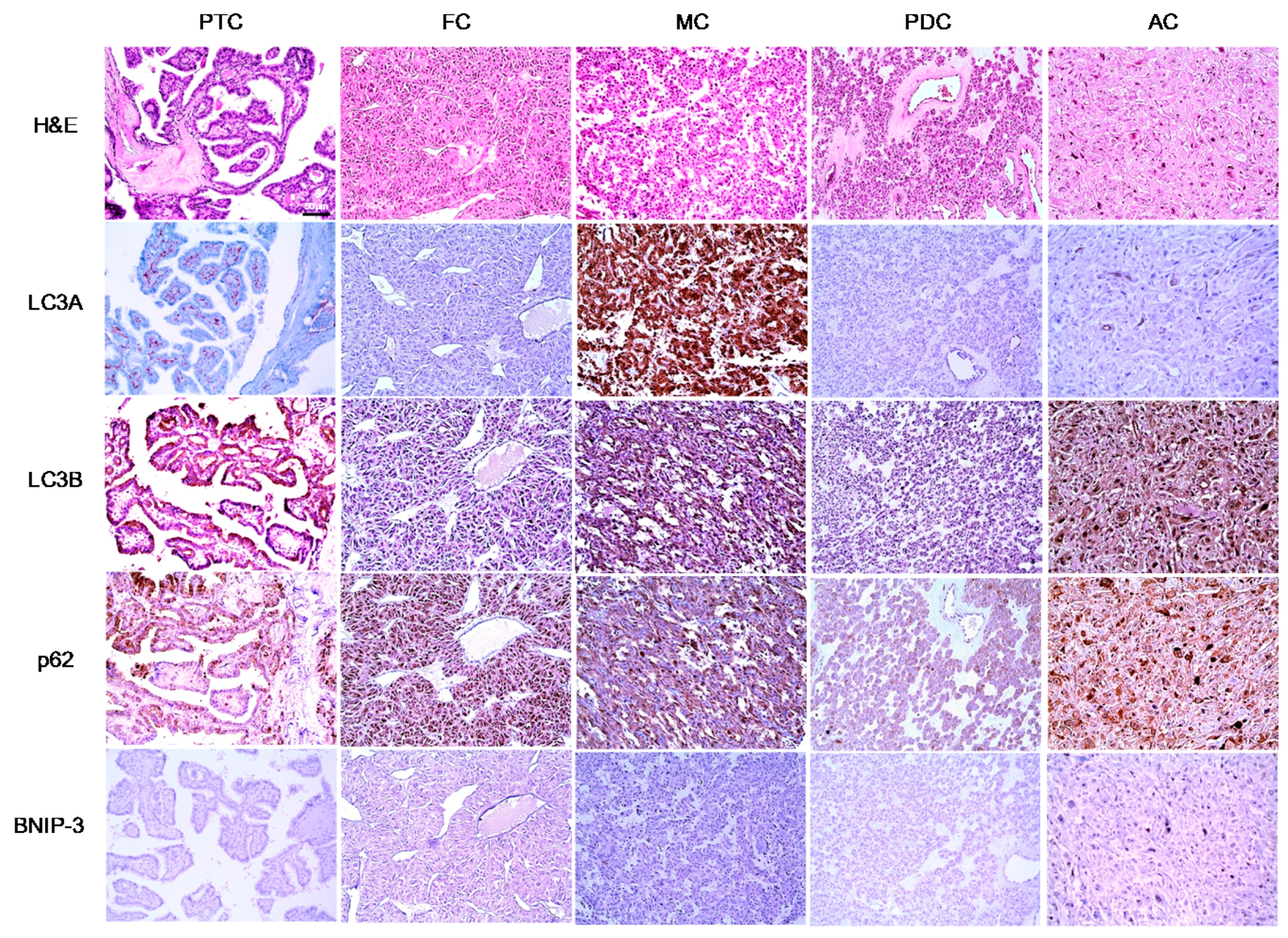 Ijms 18 00540 g001 550