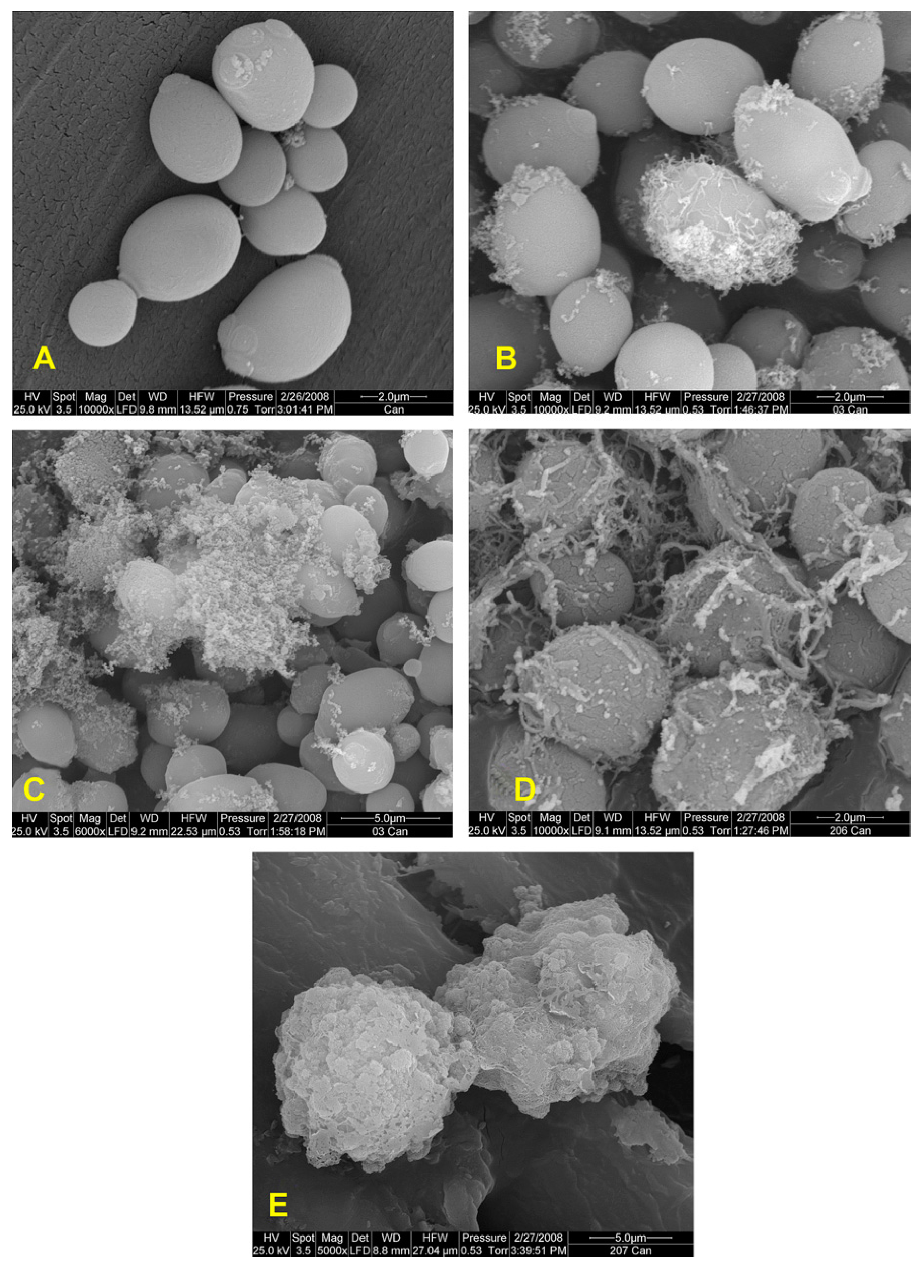 Ijms 18 00542 g007 550