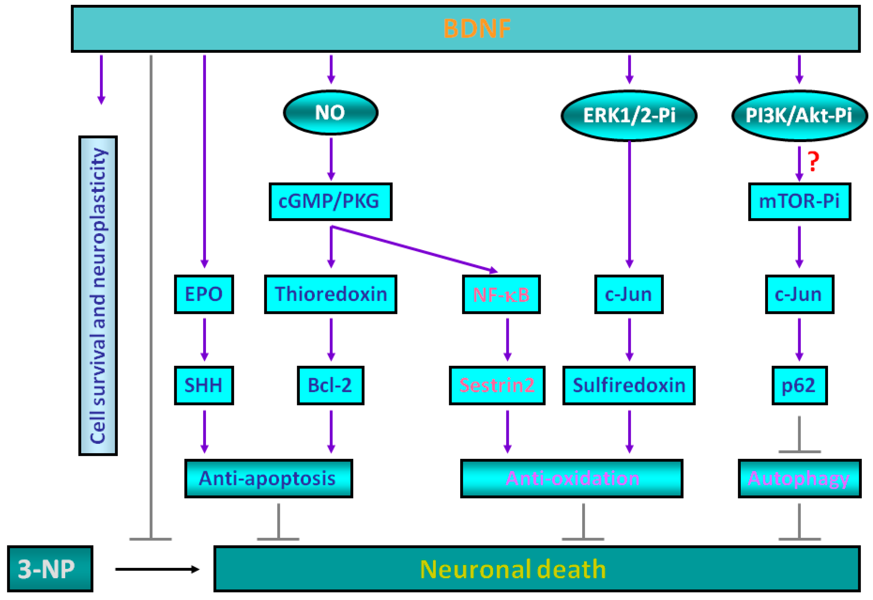 Ijms 18 00545 g001 550