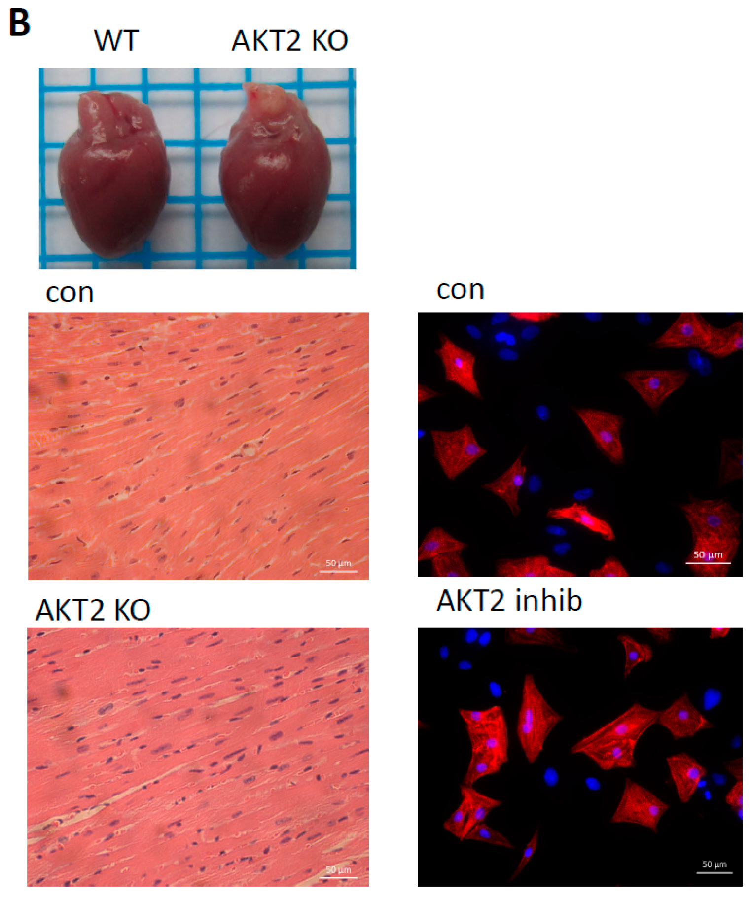 Ijms 18 00565 g001b 550