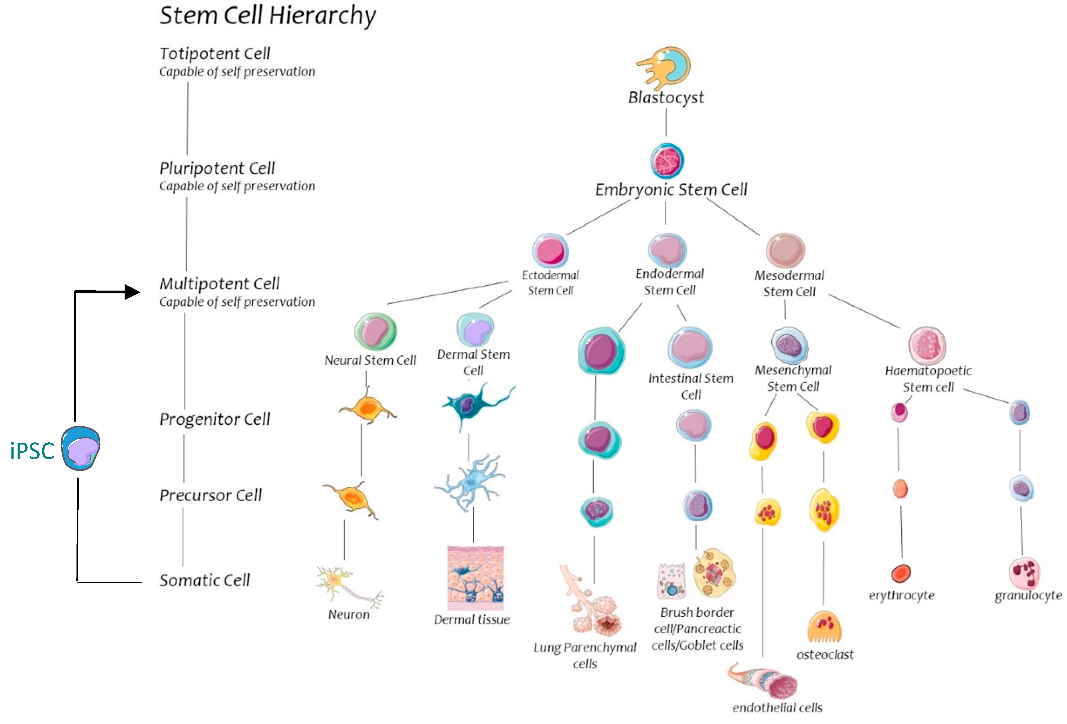 Ijms 18 00577 g001 550