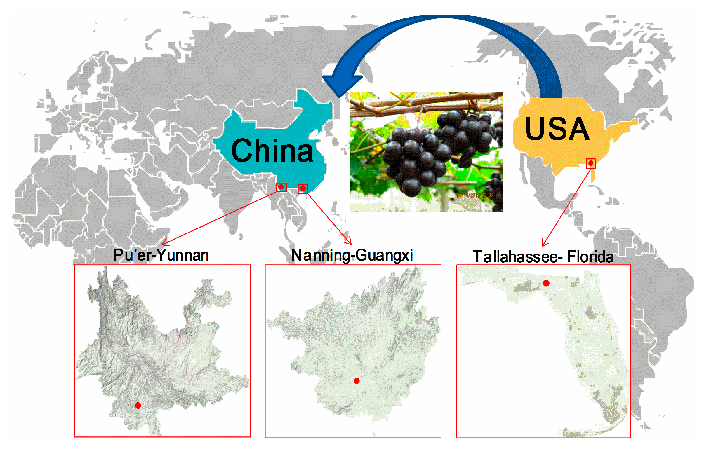 Ijms Free Full Text Profile Of Polyphenol Compounds Five Ijms Free Full Text Profile Of Polyphenol Compounds Five