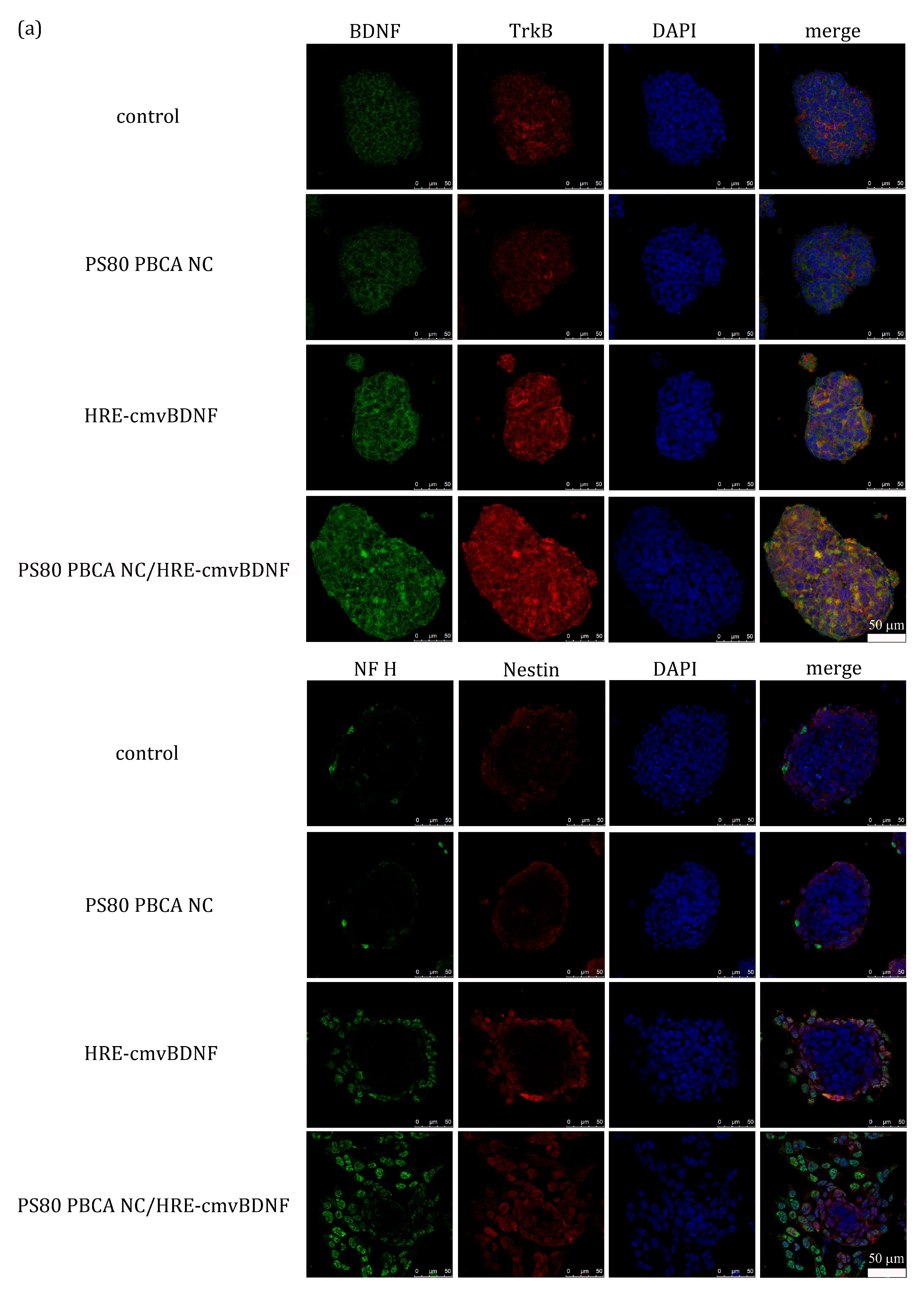 Ijms 18 00663 g009a