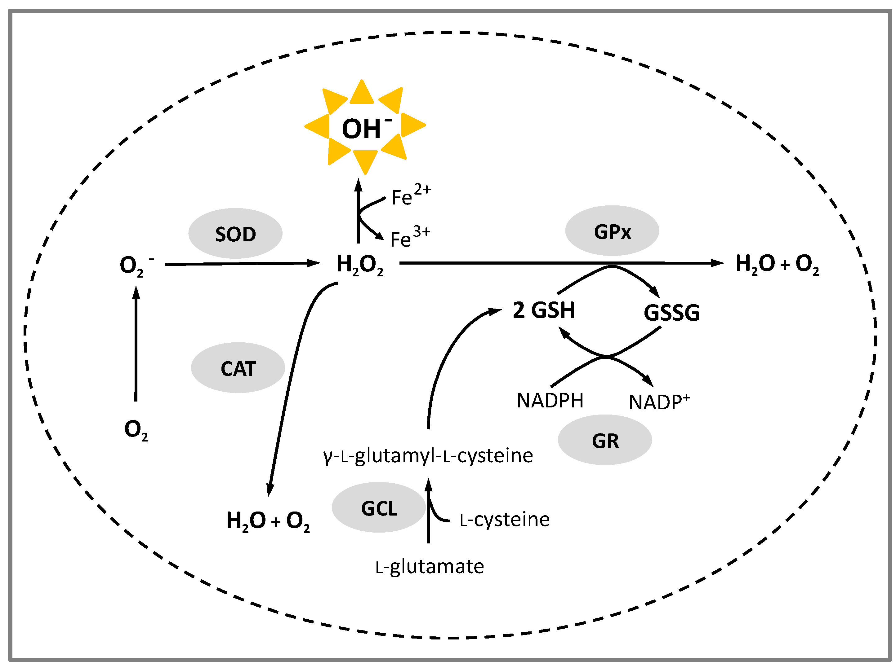 Ijms Free Full Text State Of The Art On Functional Virgin Olive Oils Enriched With Bioactive Compounds And Their Properties Html