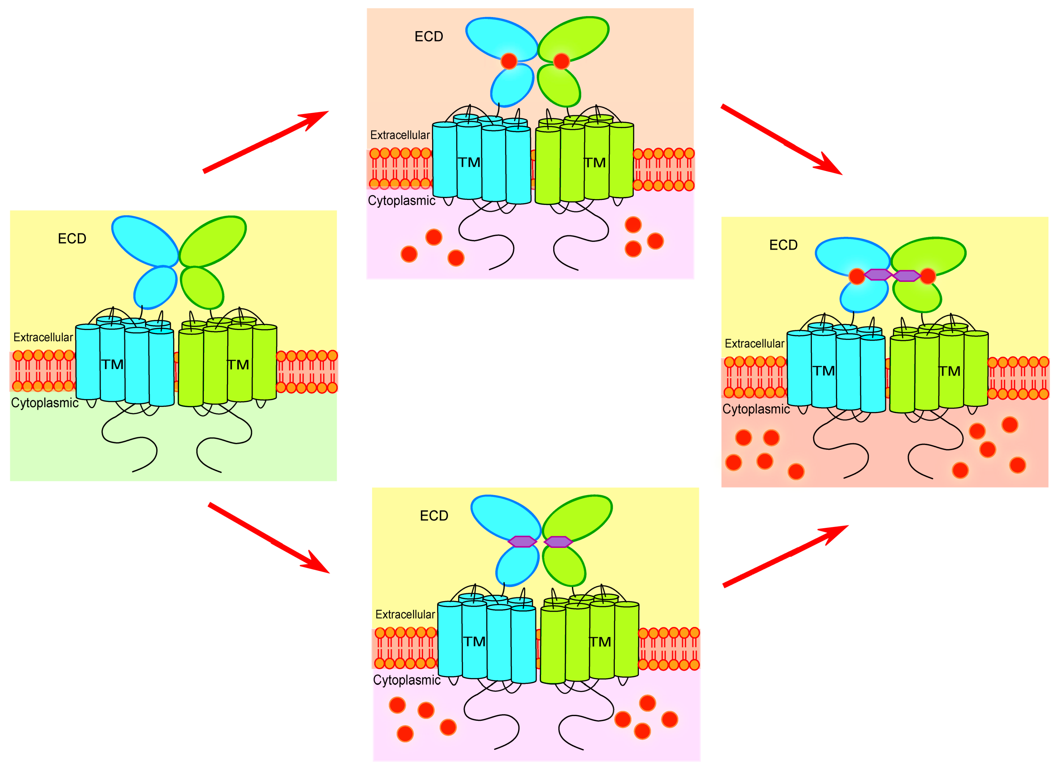 Ijms 18 00672 g002 550