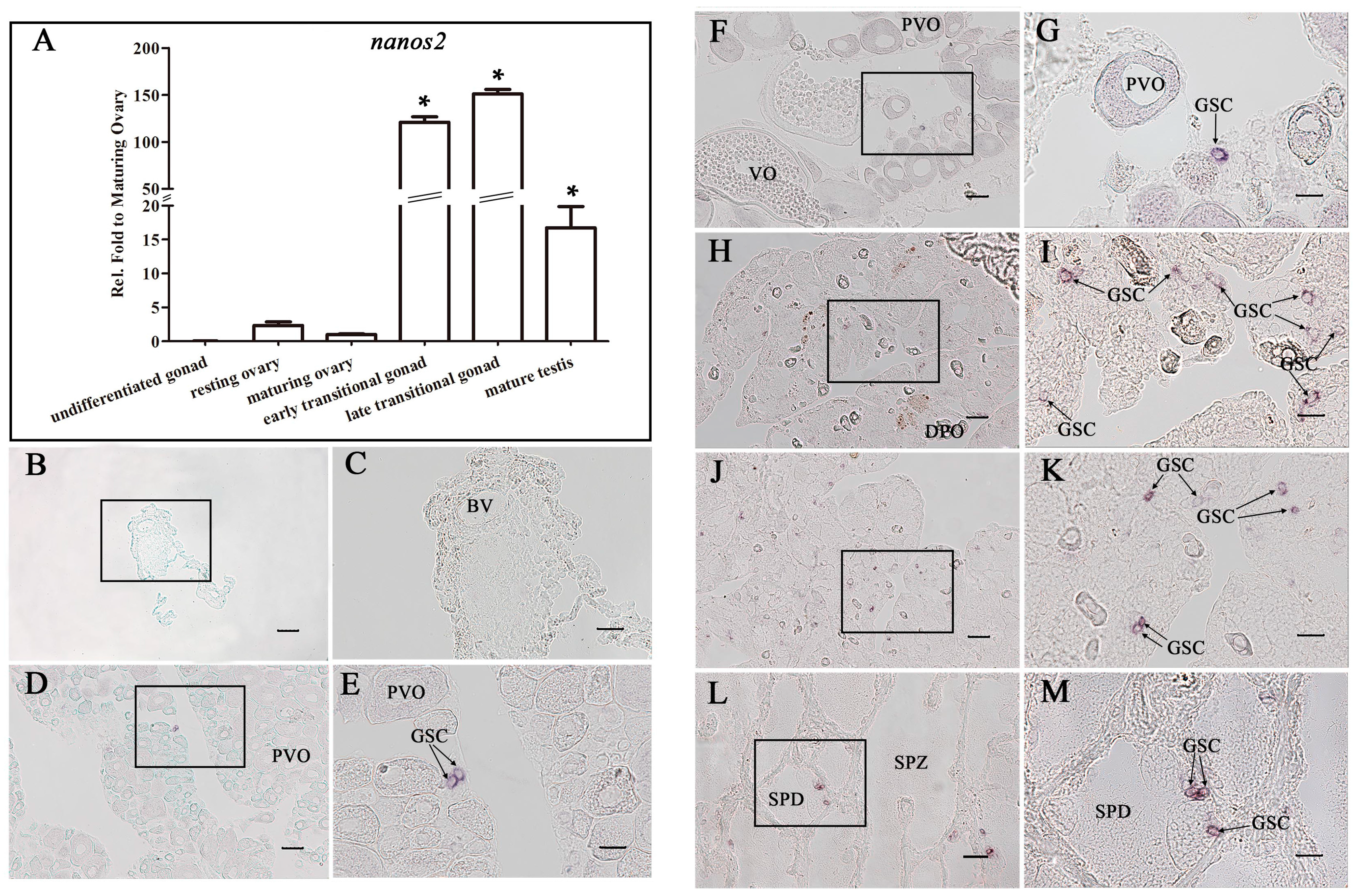 Ijms 18 00685 g004 550