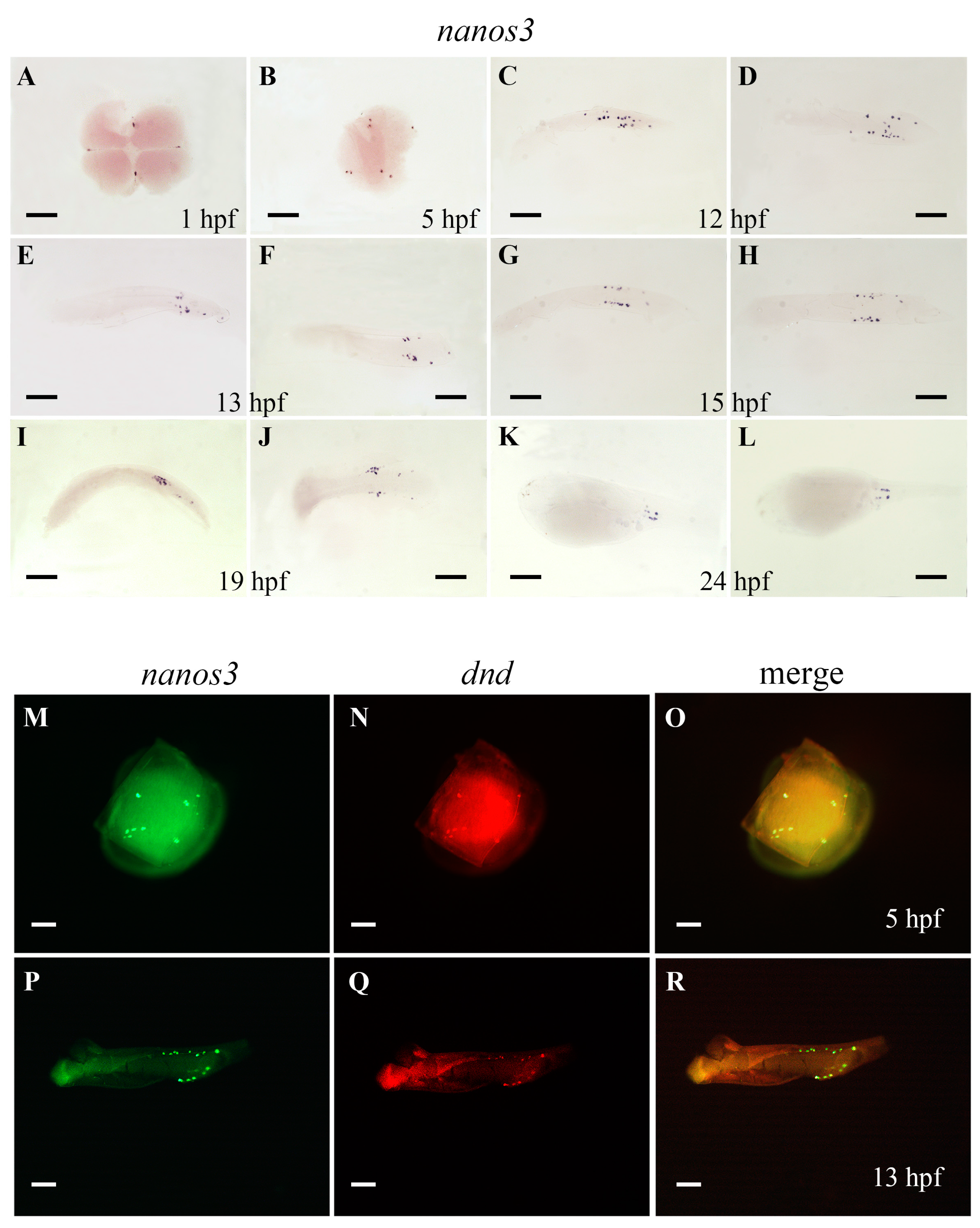 Ijms 18 00685 g005 550