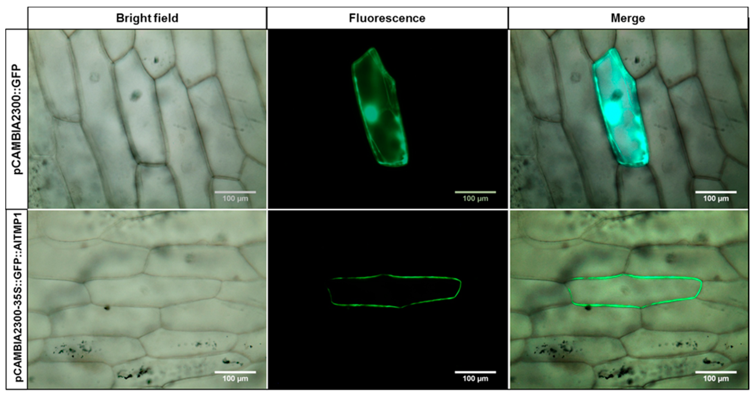 Ijms 18 00692 g003 550