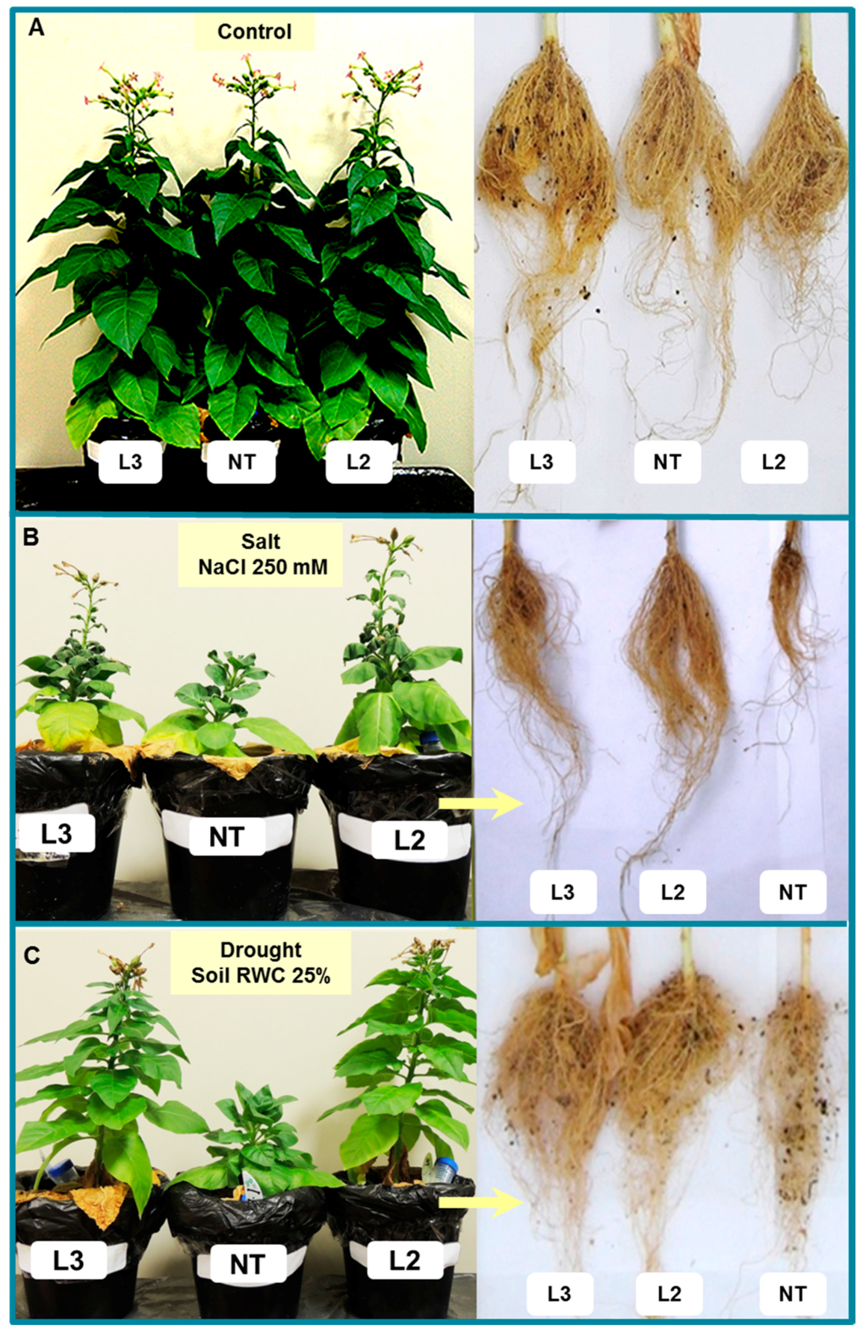 Ijms 18 00692 g011 550